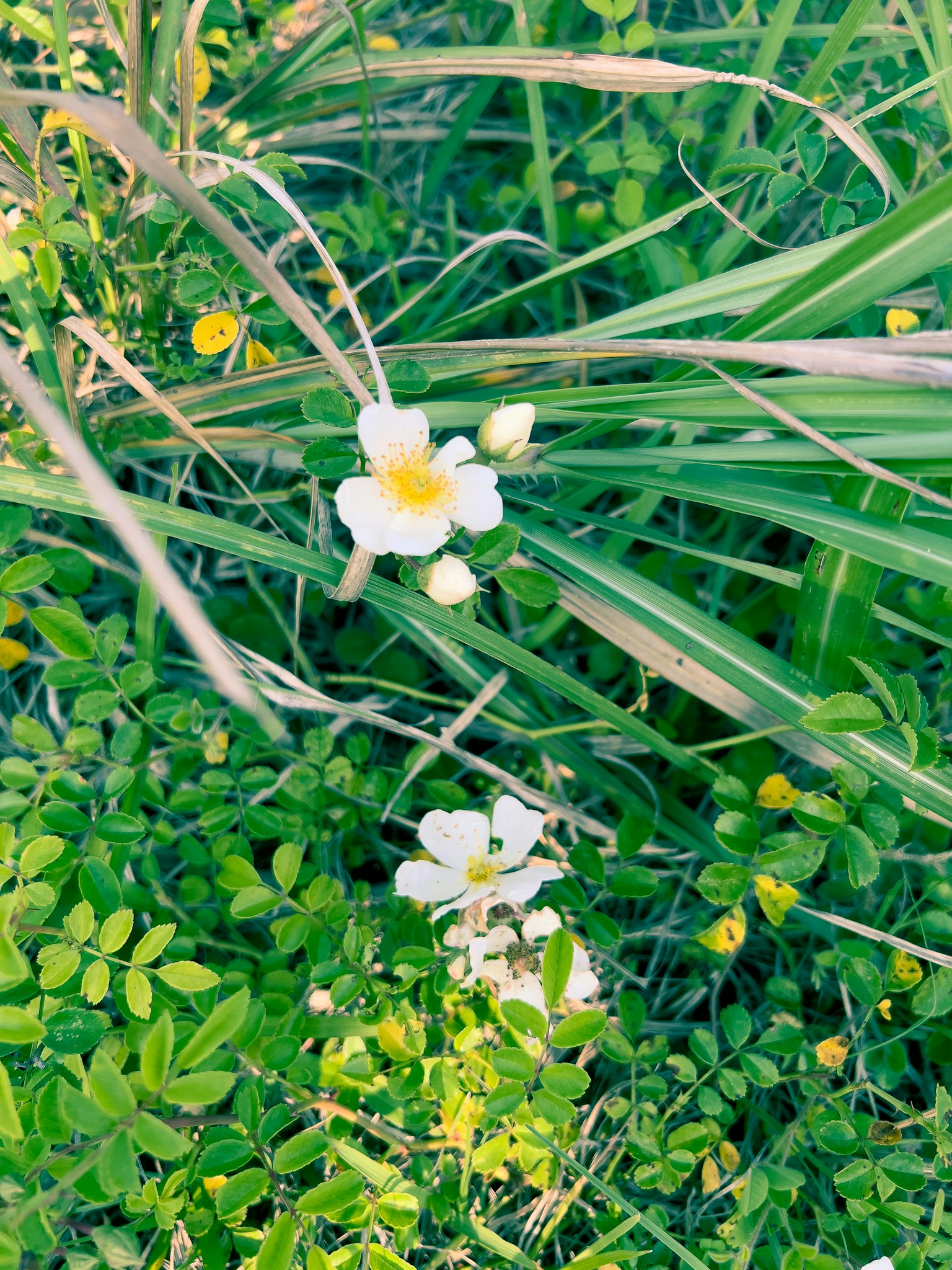Flores blancas floreciendo entre hojas verdes