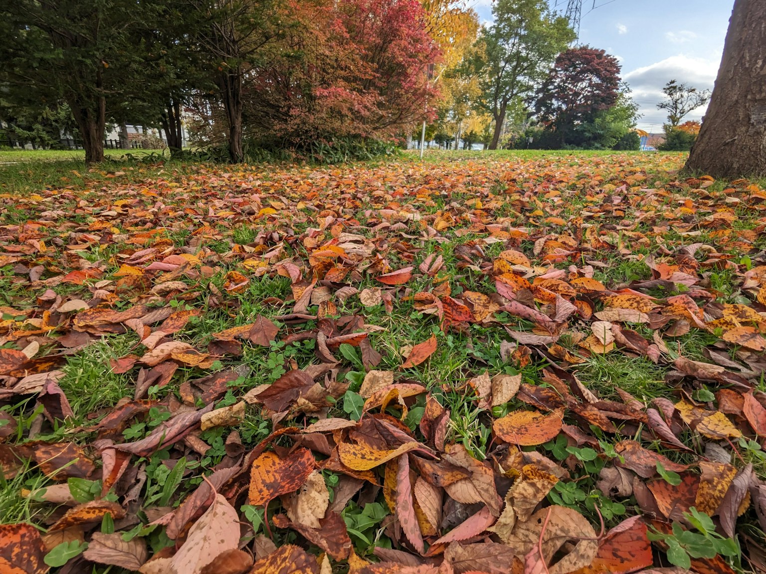 Eine Parkszenen mit herbstlichen Blättern