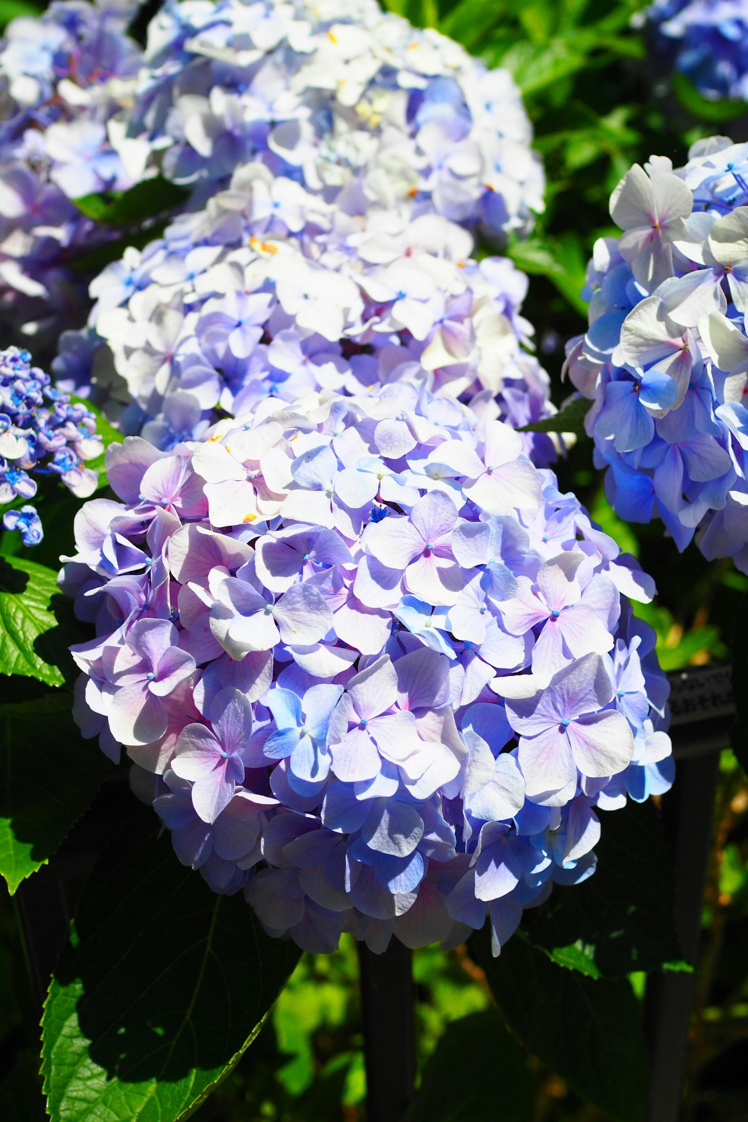 Clusters of colorful hydrangea flowers blooming
