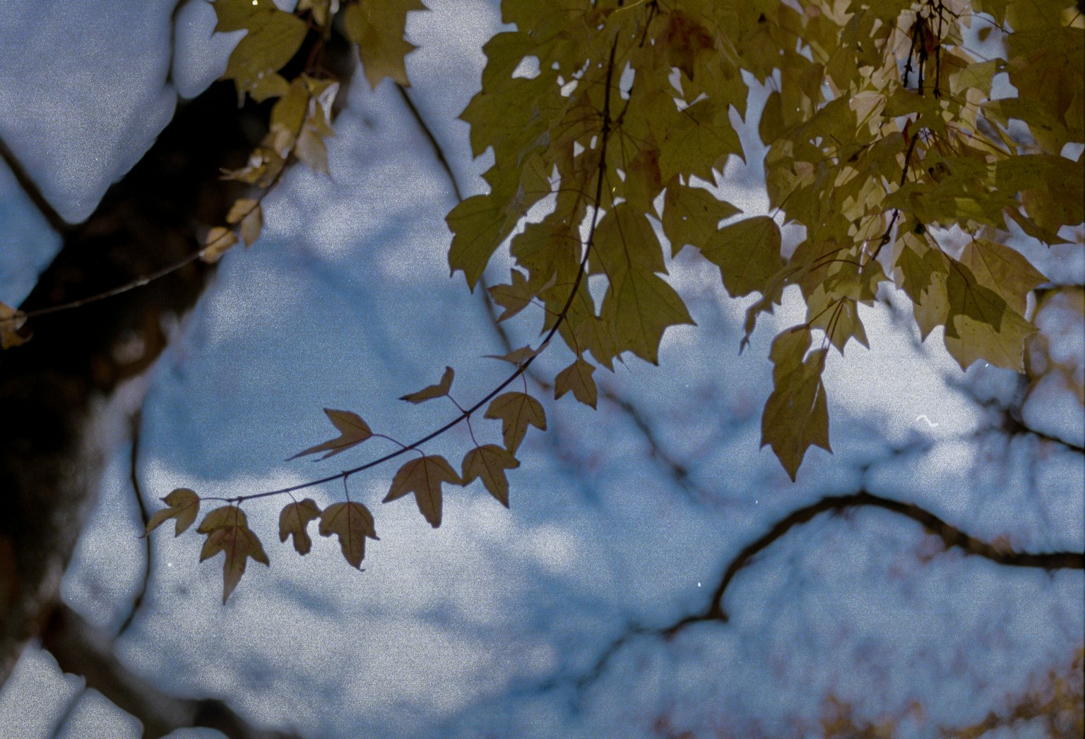青空を背景にした黄葉のクローズアップ