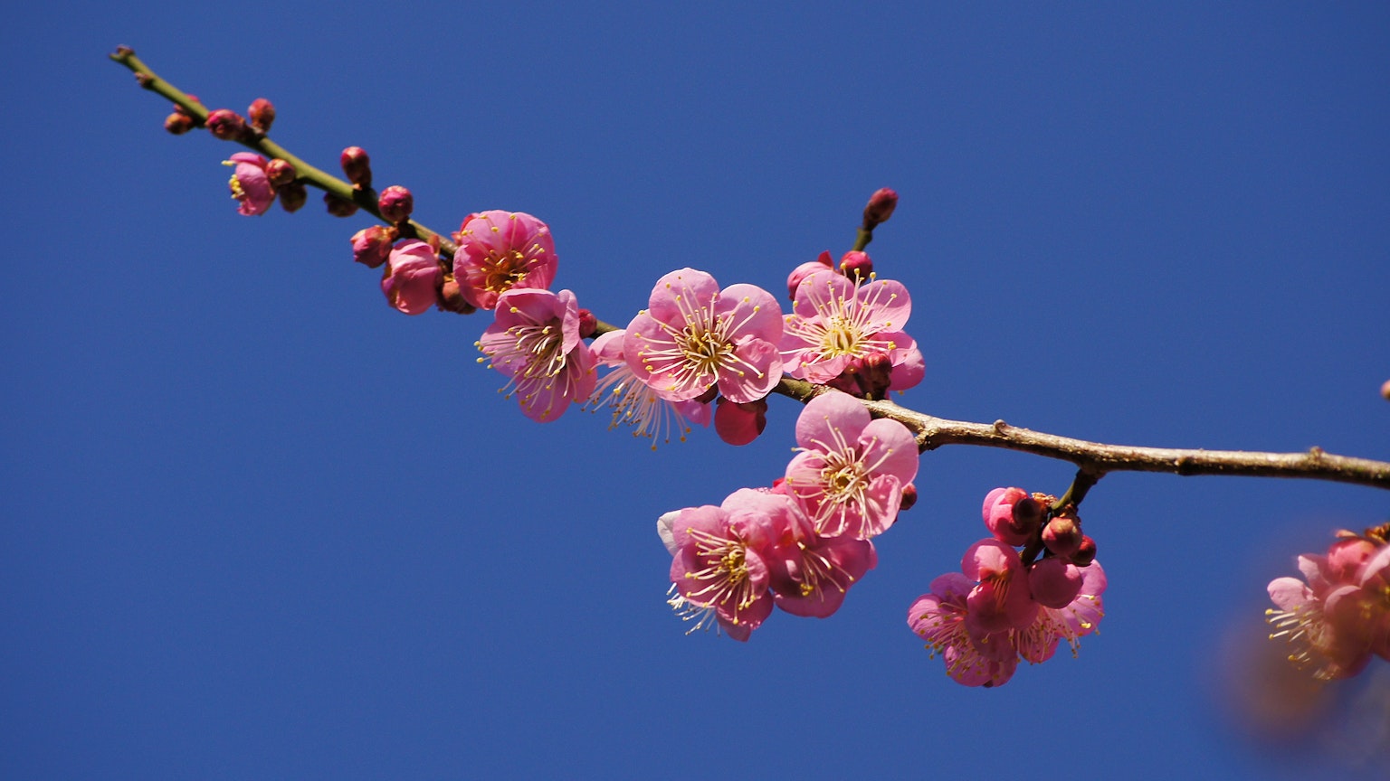 푸른 하늘 아래 복숭아 꽃 가지