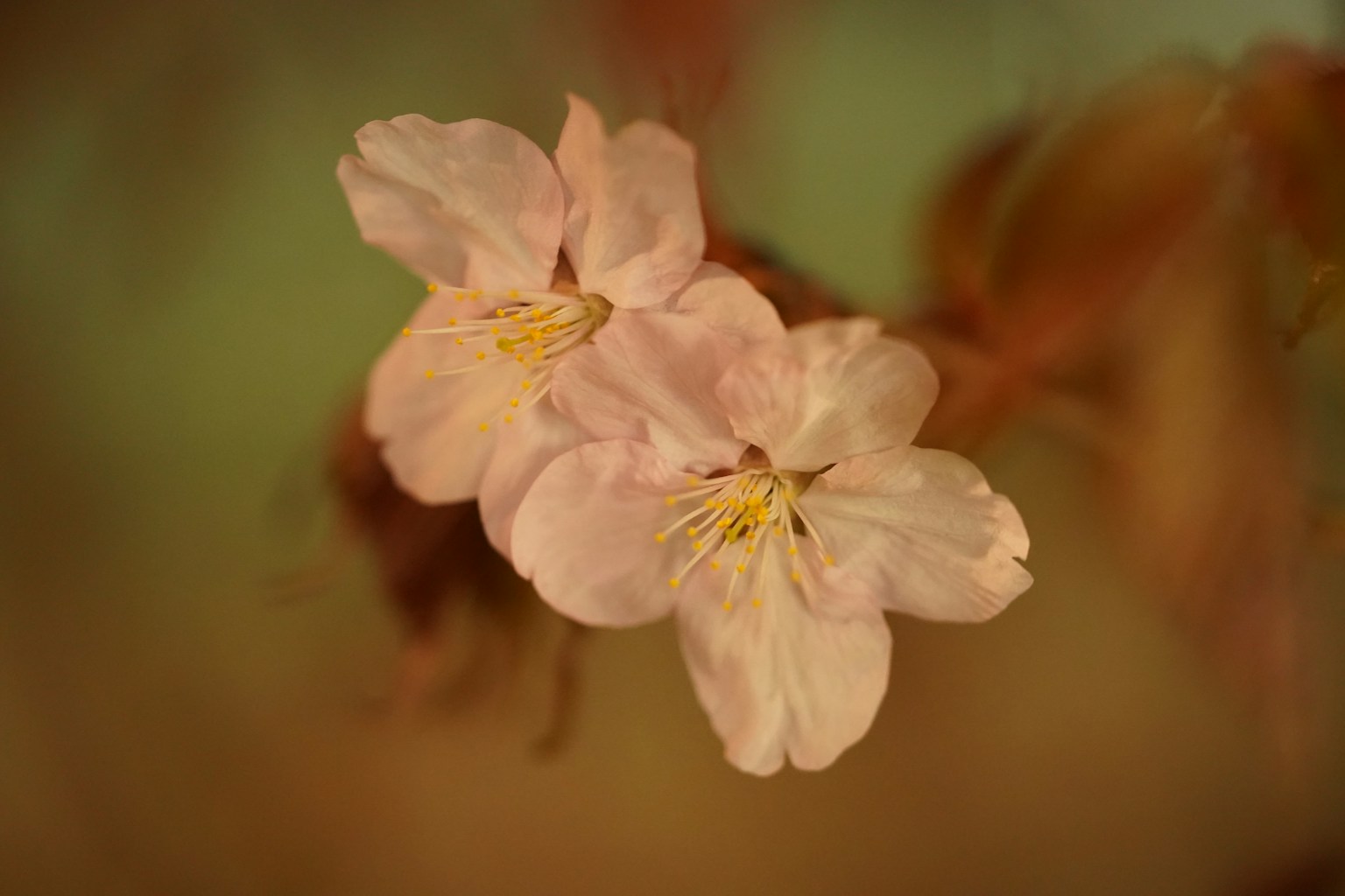 Image of two pale pink flowers blooming together