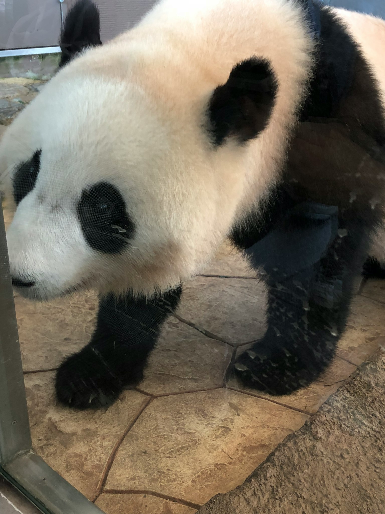 Panda läuft nahe dem Glas
