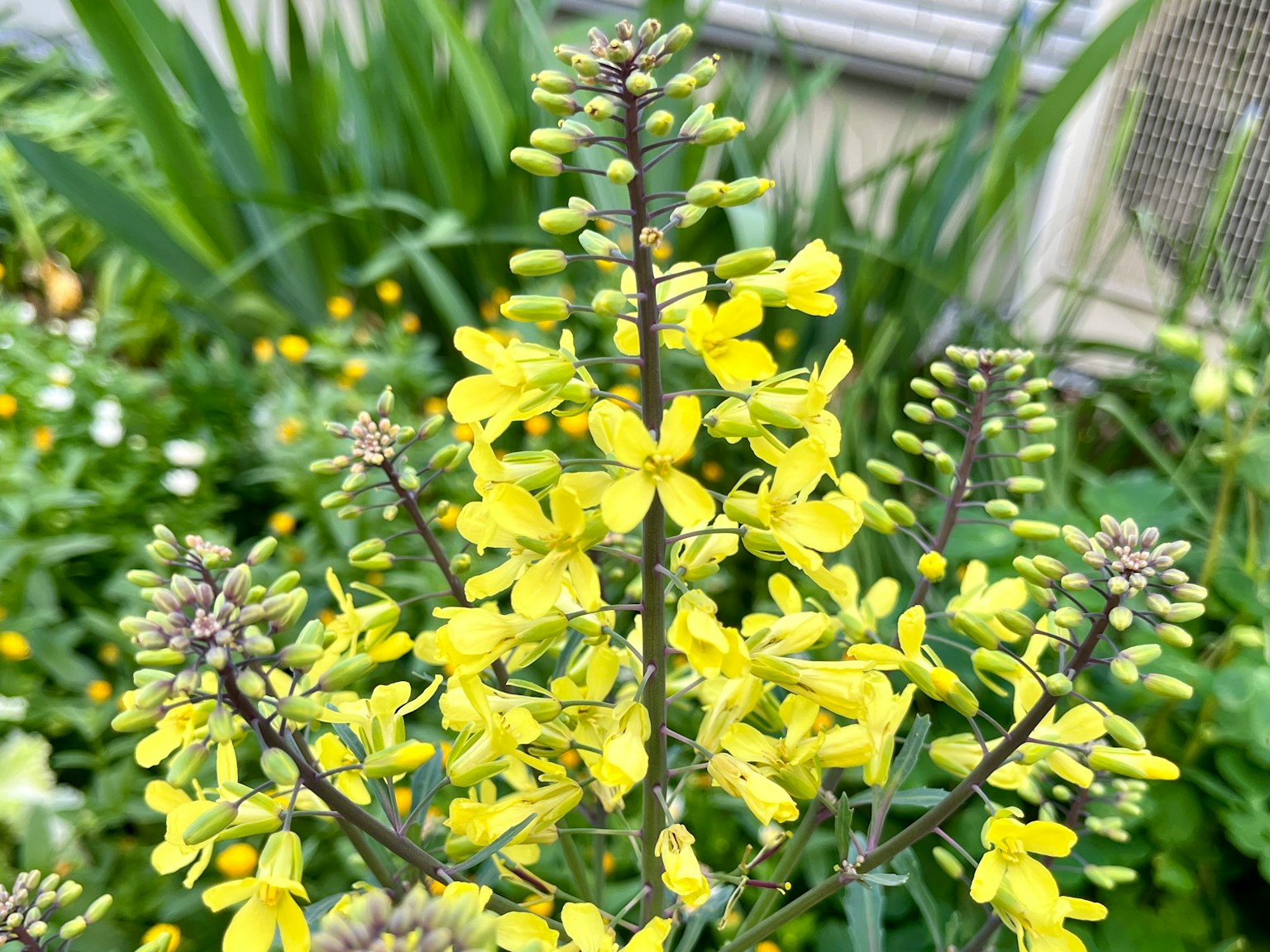 Close-up of a plant with bright yellow flowers surrounded by green leaves