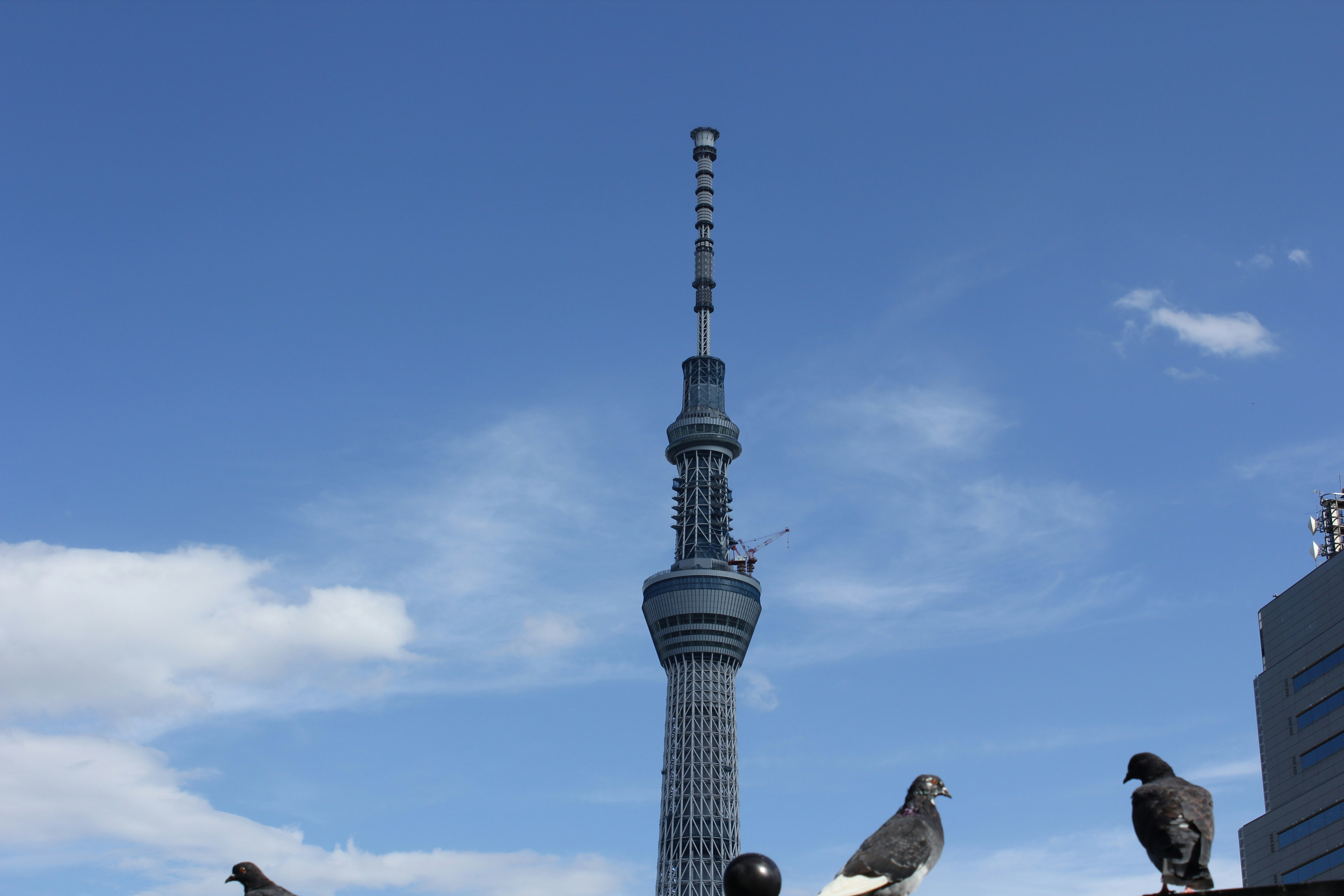 東京スカイツリーと鳥が見える青空の眺め