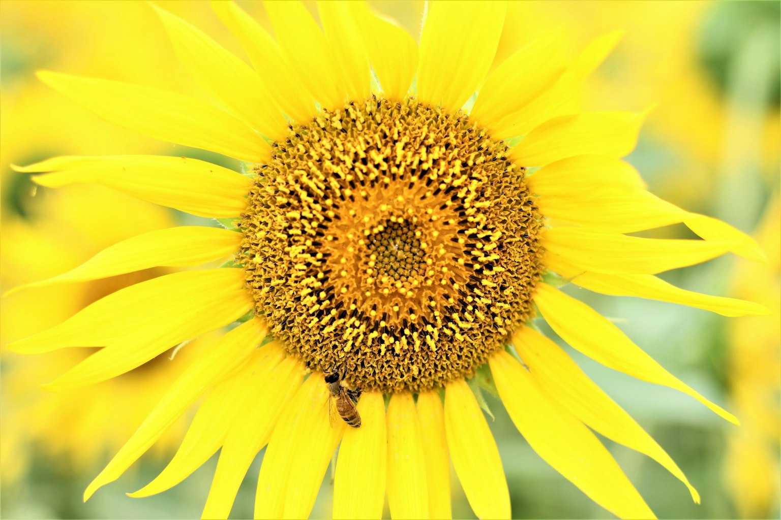 Nahaufnahme einer lebhaften Sonnenblume mit einem braunen Zentrum und gelben Blütenblättern
