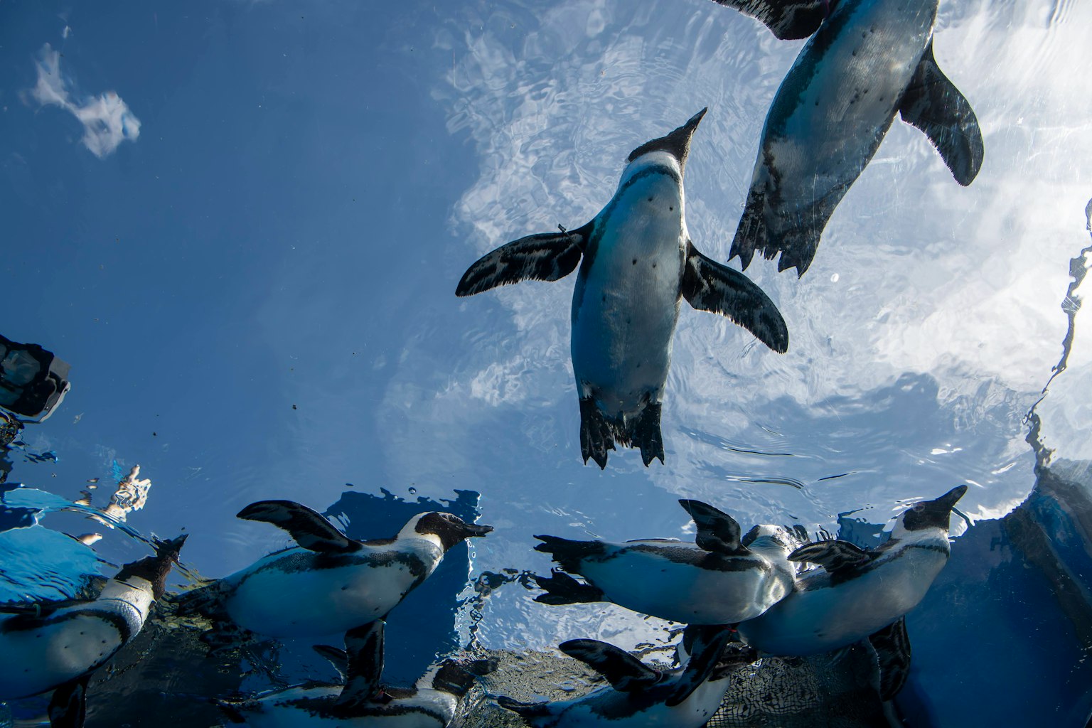 Un gruppo di pinguini che nuotano sott'acqua con riflessi del cielo blu