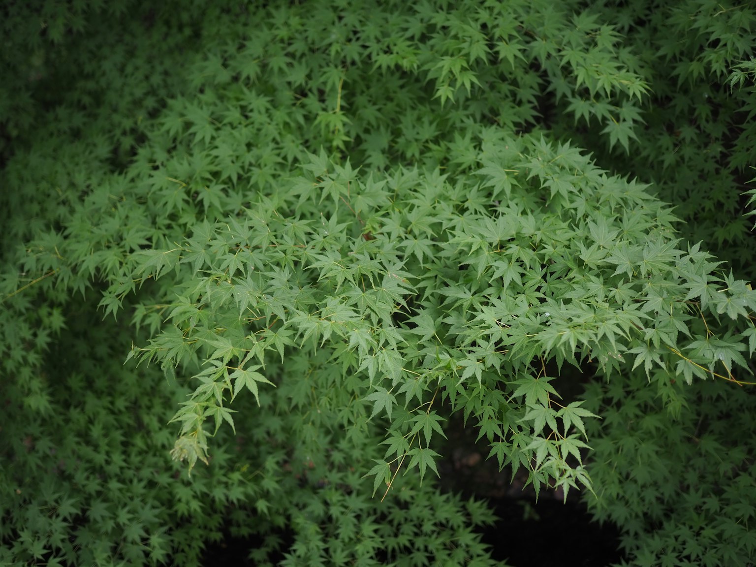Acercamiento a hojas verdes exuberantes de un árbol de arce japonés