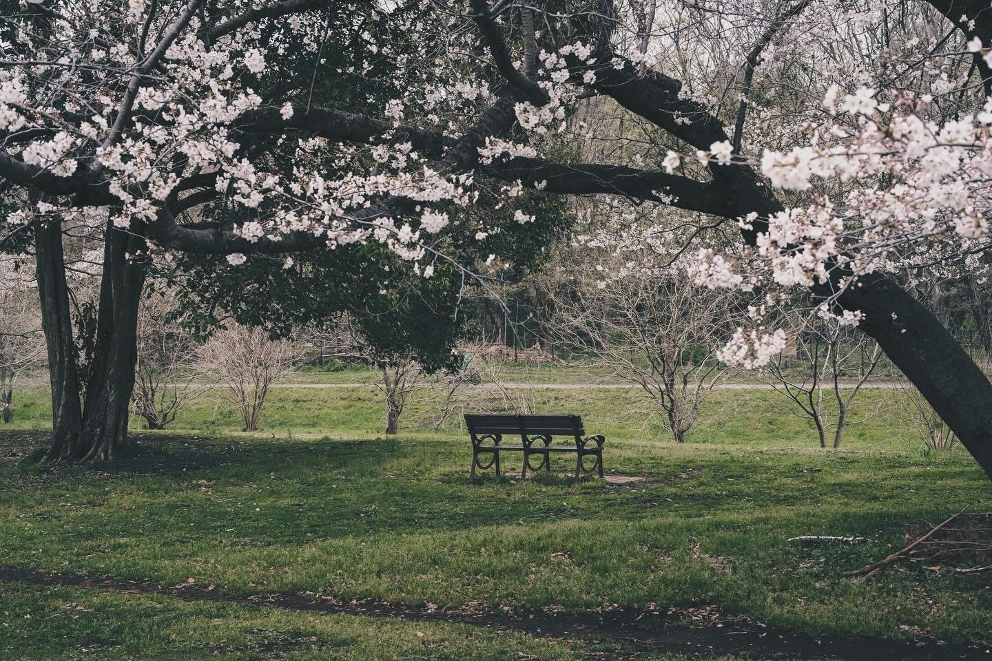櫻花樹下的公園長椅與草地