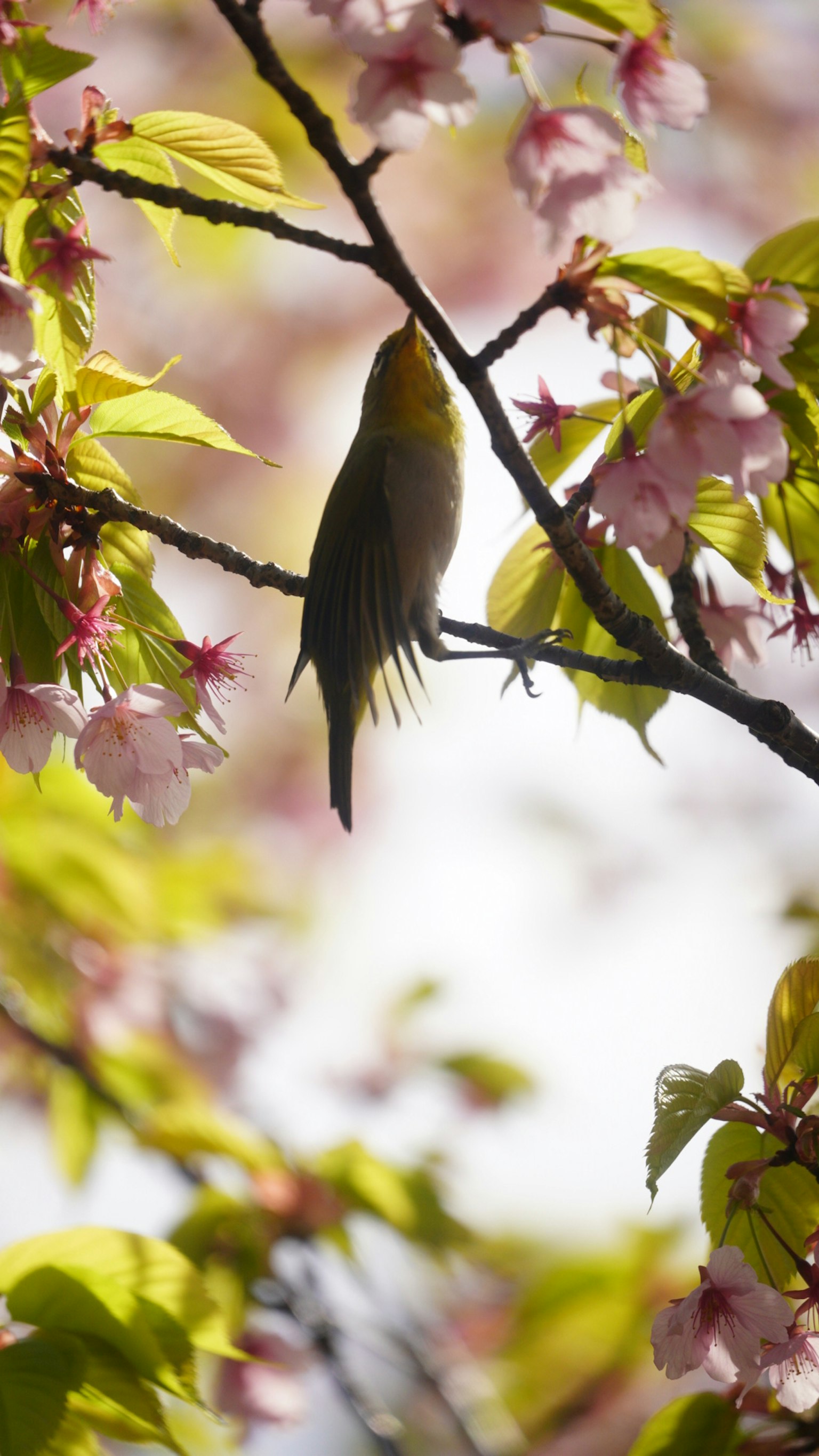 Silhouette eines kleinen Vogels, der zwischen Kirschblüten und grünen Blättern sitzt