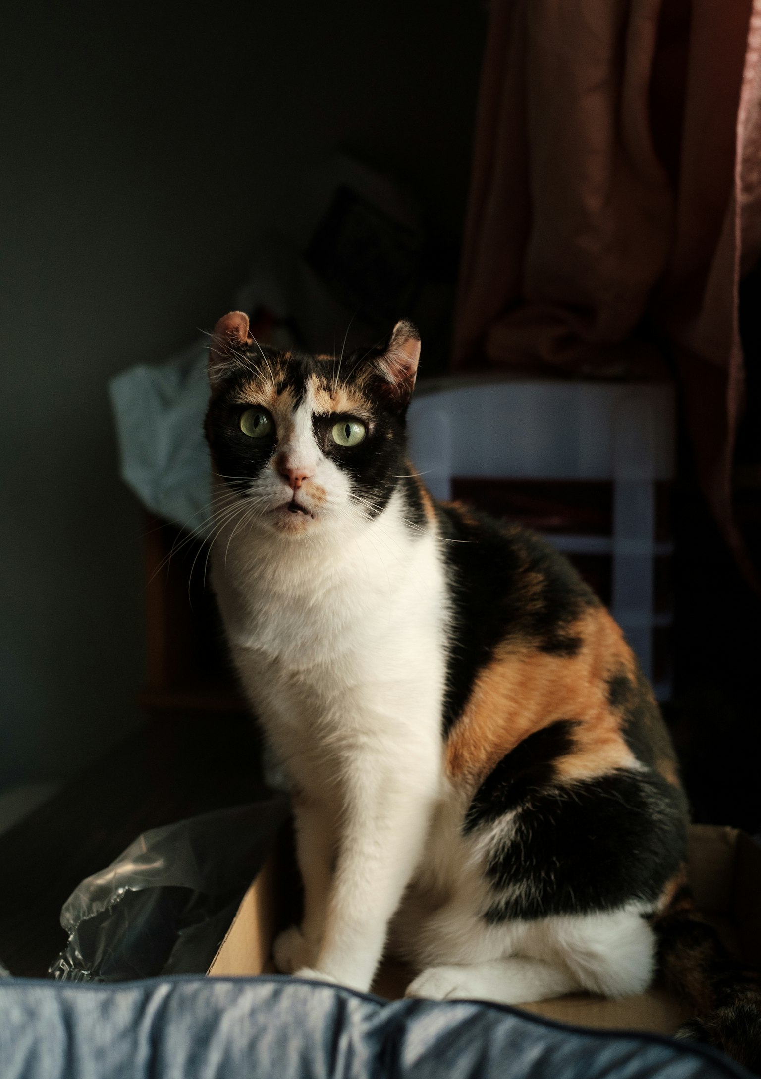 黒とオレンジの斑点がある猫が箱に座っている