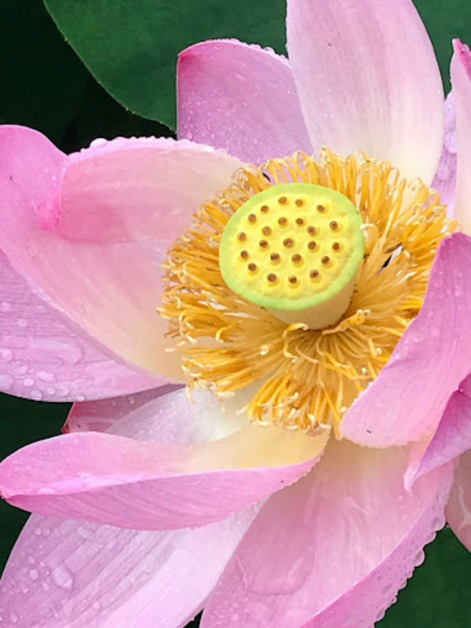 Flor de loto rosa con una cápsula de semillas amarilla en el centro
