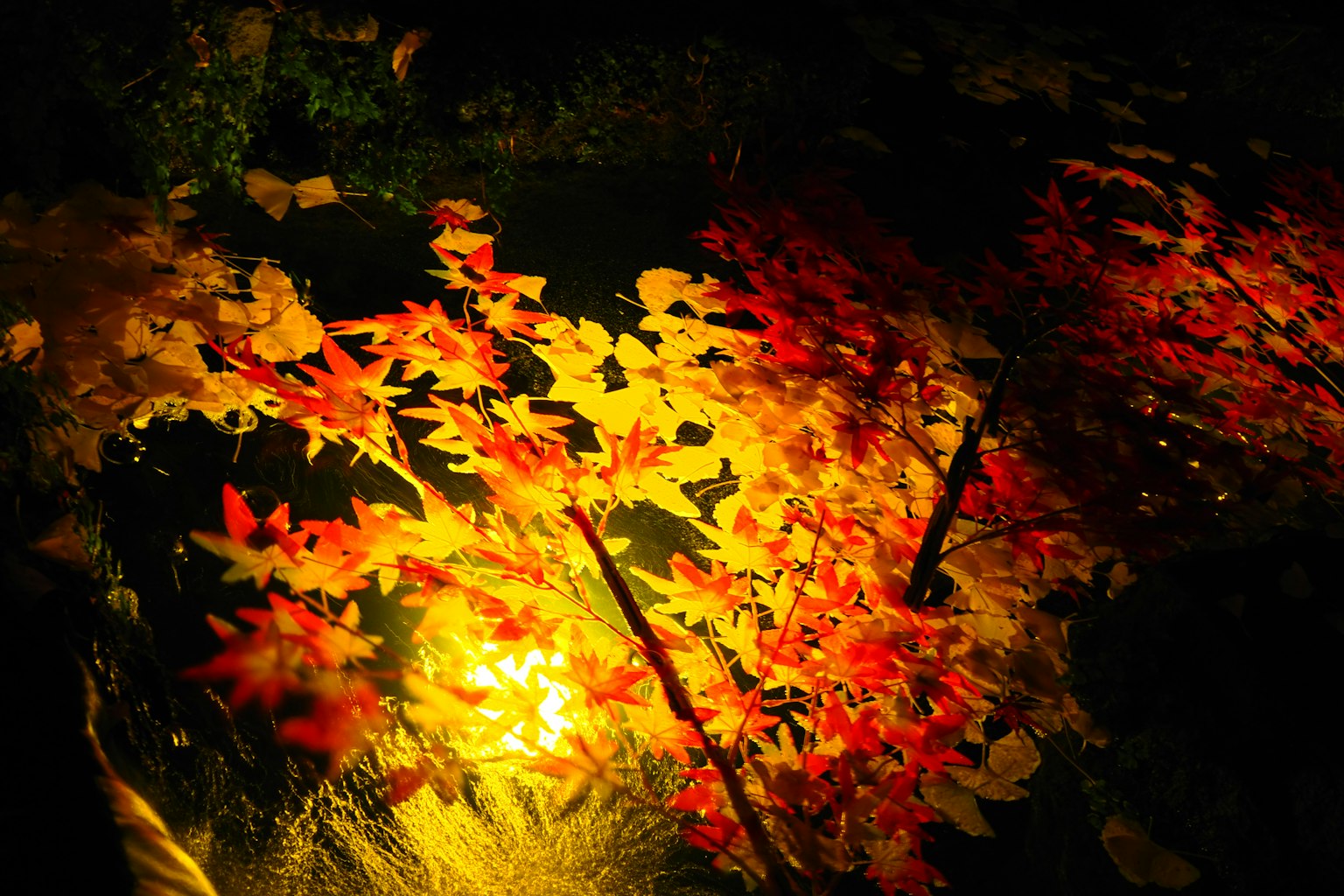 Foglie autunnali rosse e gialle che galleggiano sull'acqua con luce soffusa