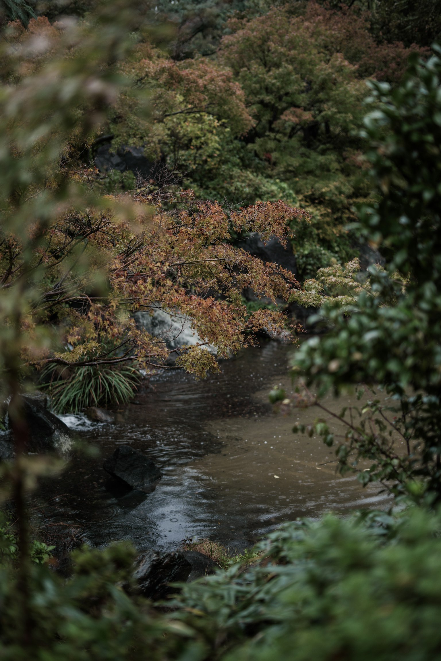 Ein ruhiger Fluss, umgeben von Grün und herbstlichem Laub