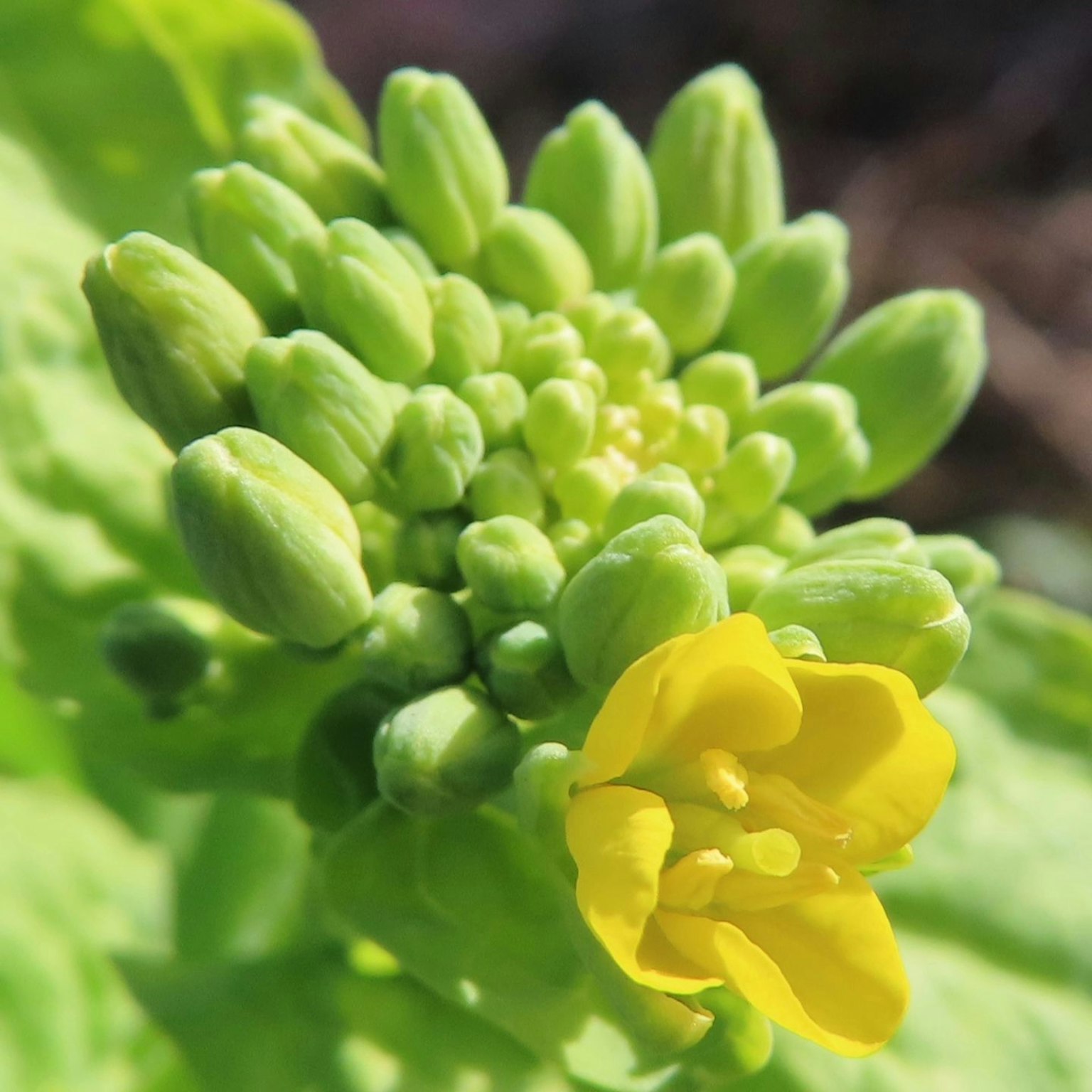 Gros plan d'une plante avec des bourgeons verts et une seule fleur jaune