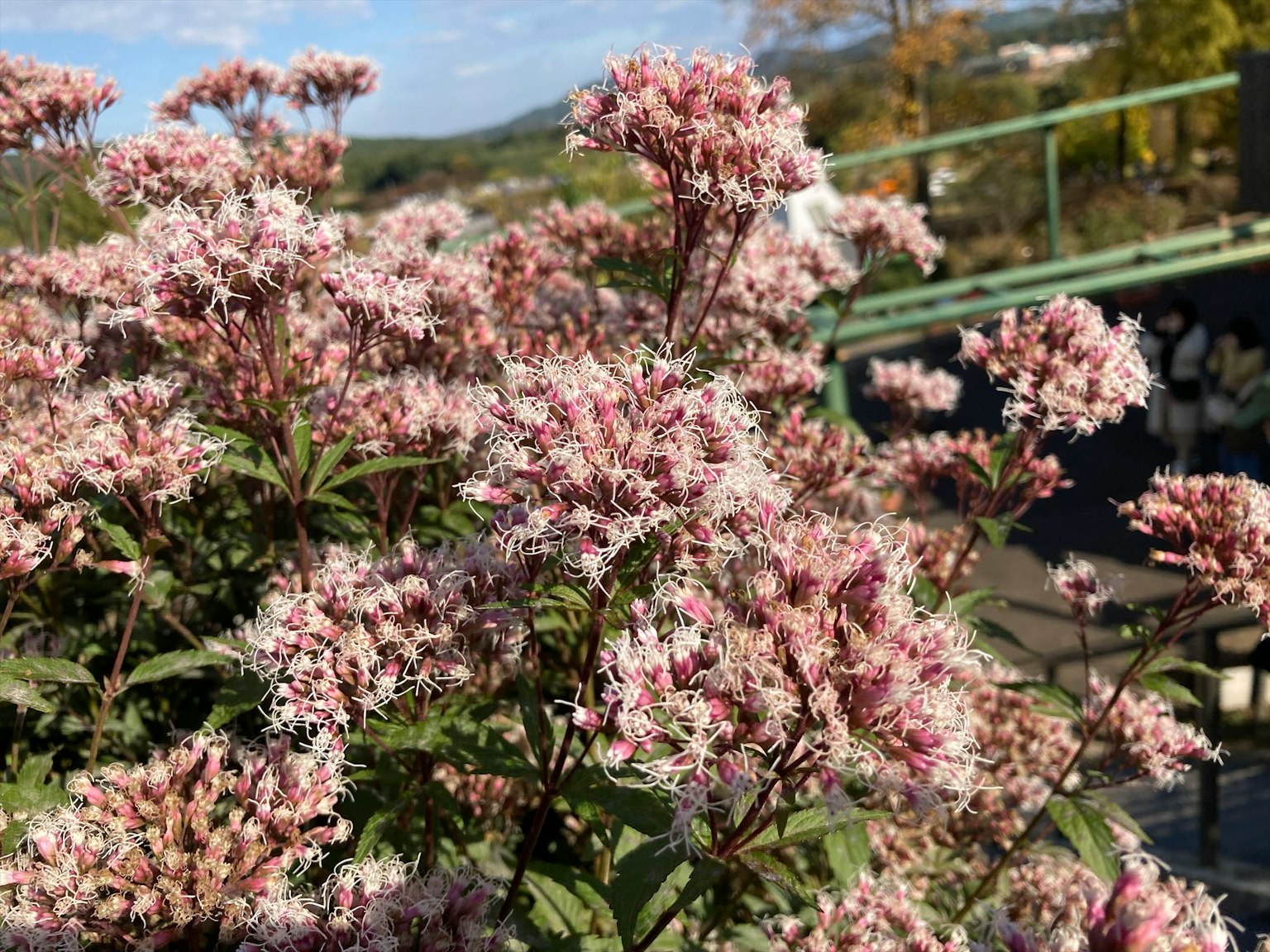 Vue en gros plan d'une plante avec des fleurs roses