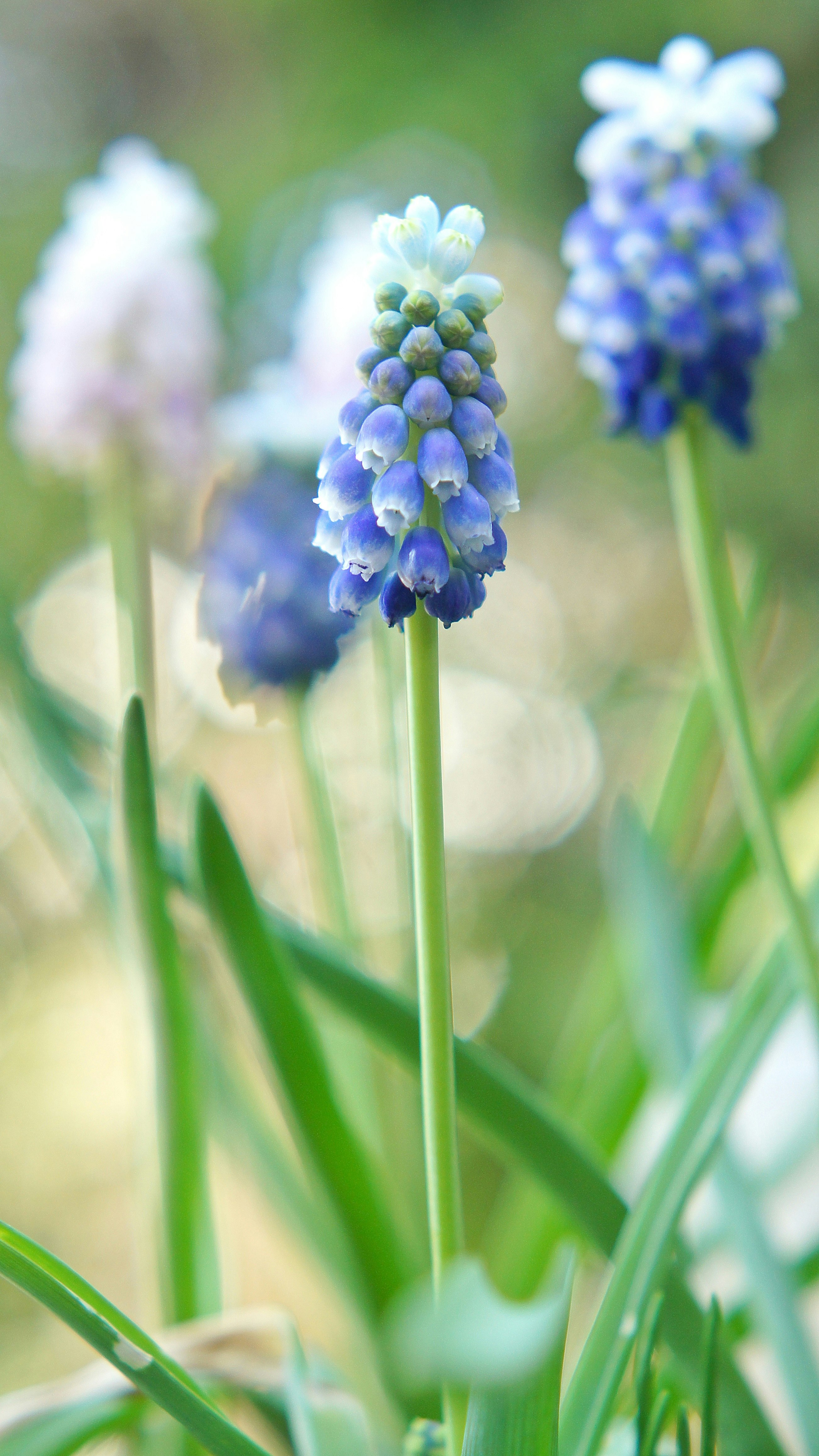 白帽子のムスカリの花が並ぶ春の花畑のボケ背景