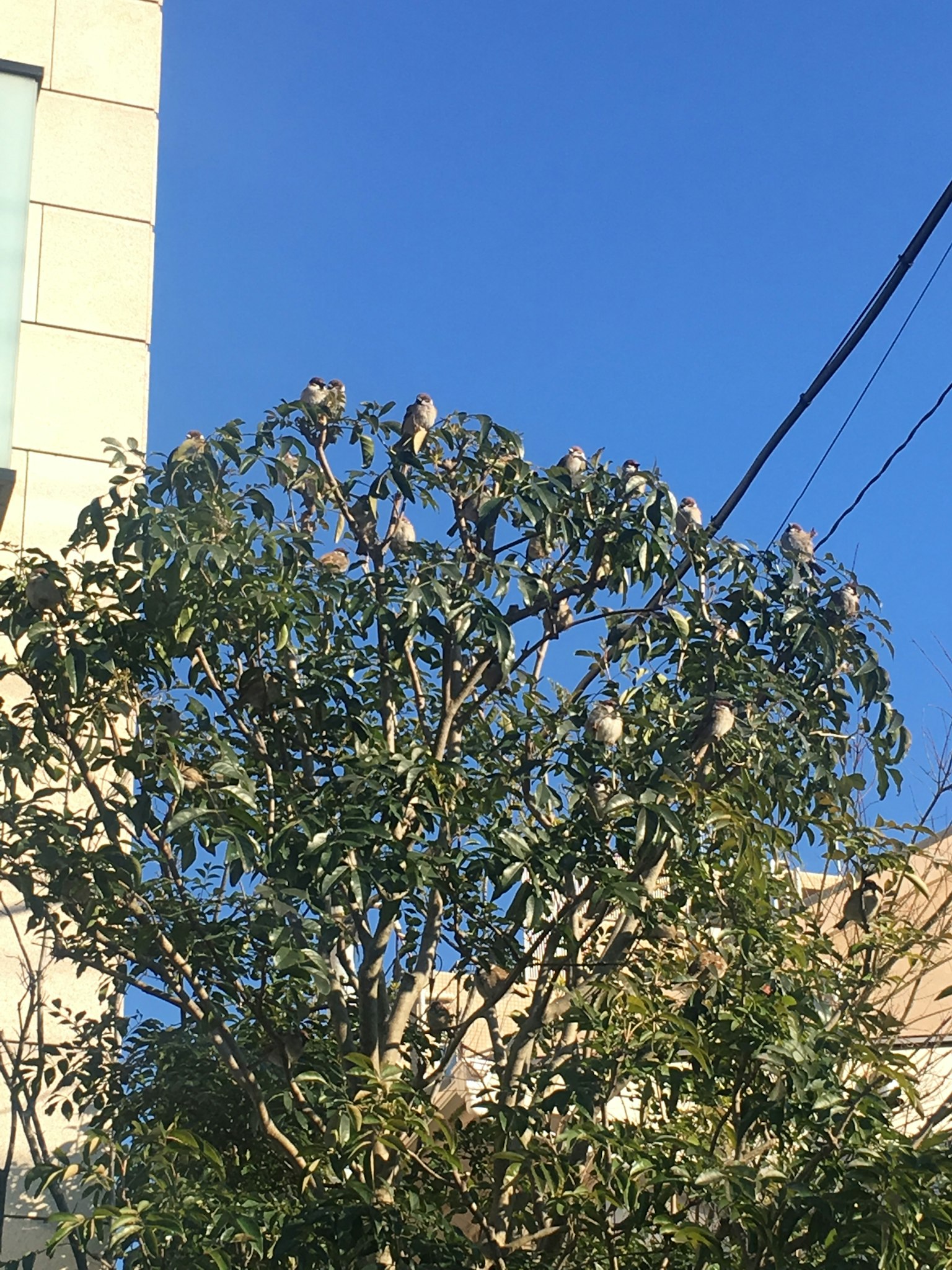 Pohon dengan daun di bawah langit biru