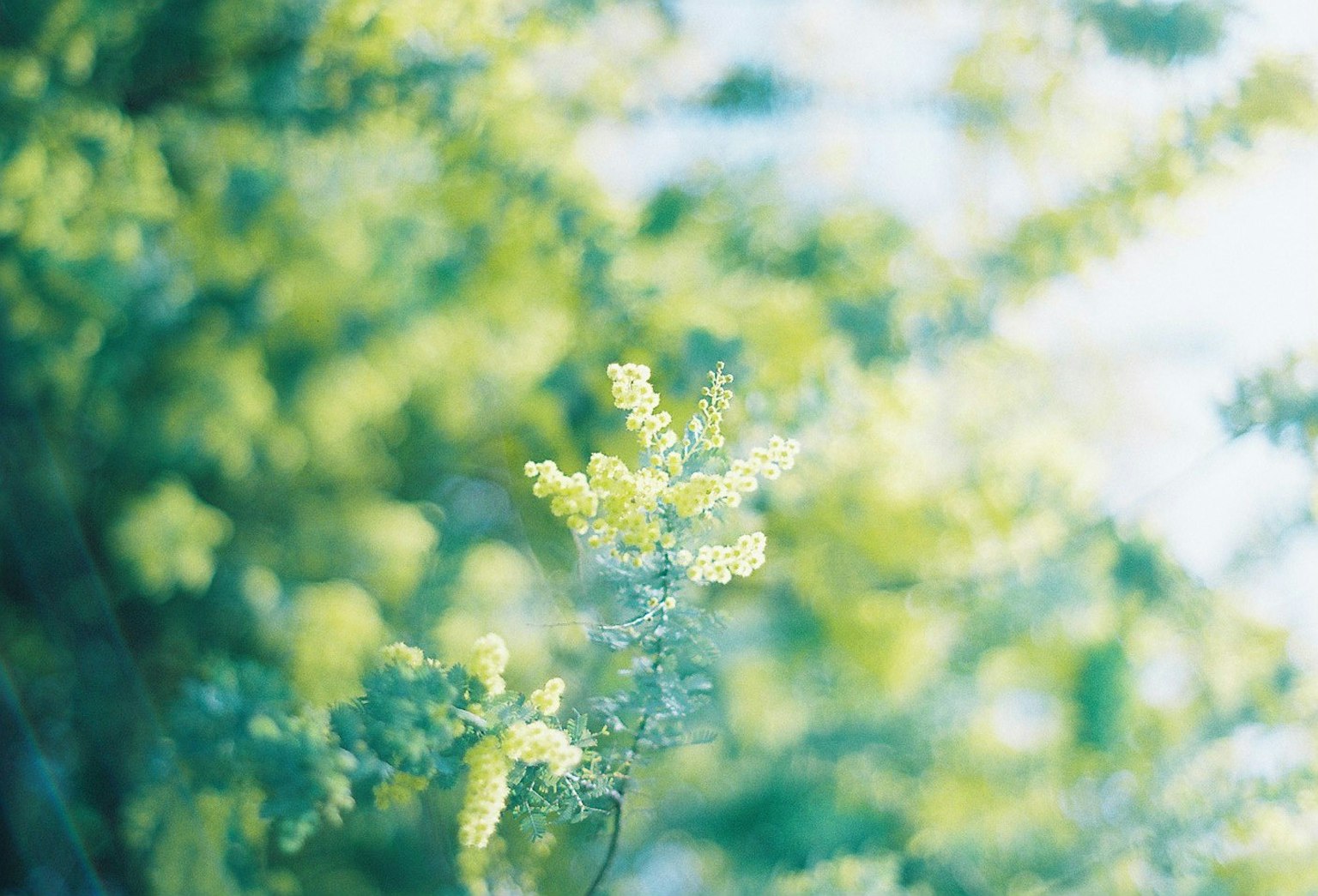 Close-up of yellow flowers blooming against a lush green background