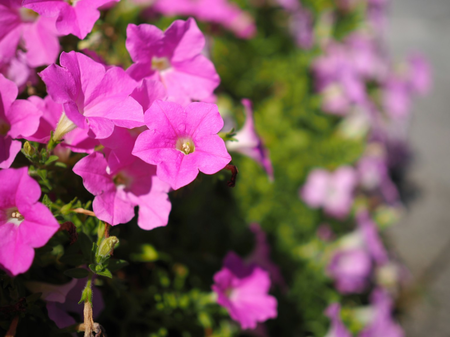 Kedekatan bunga pink cerah yang mekar di taman
