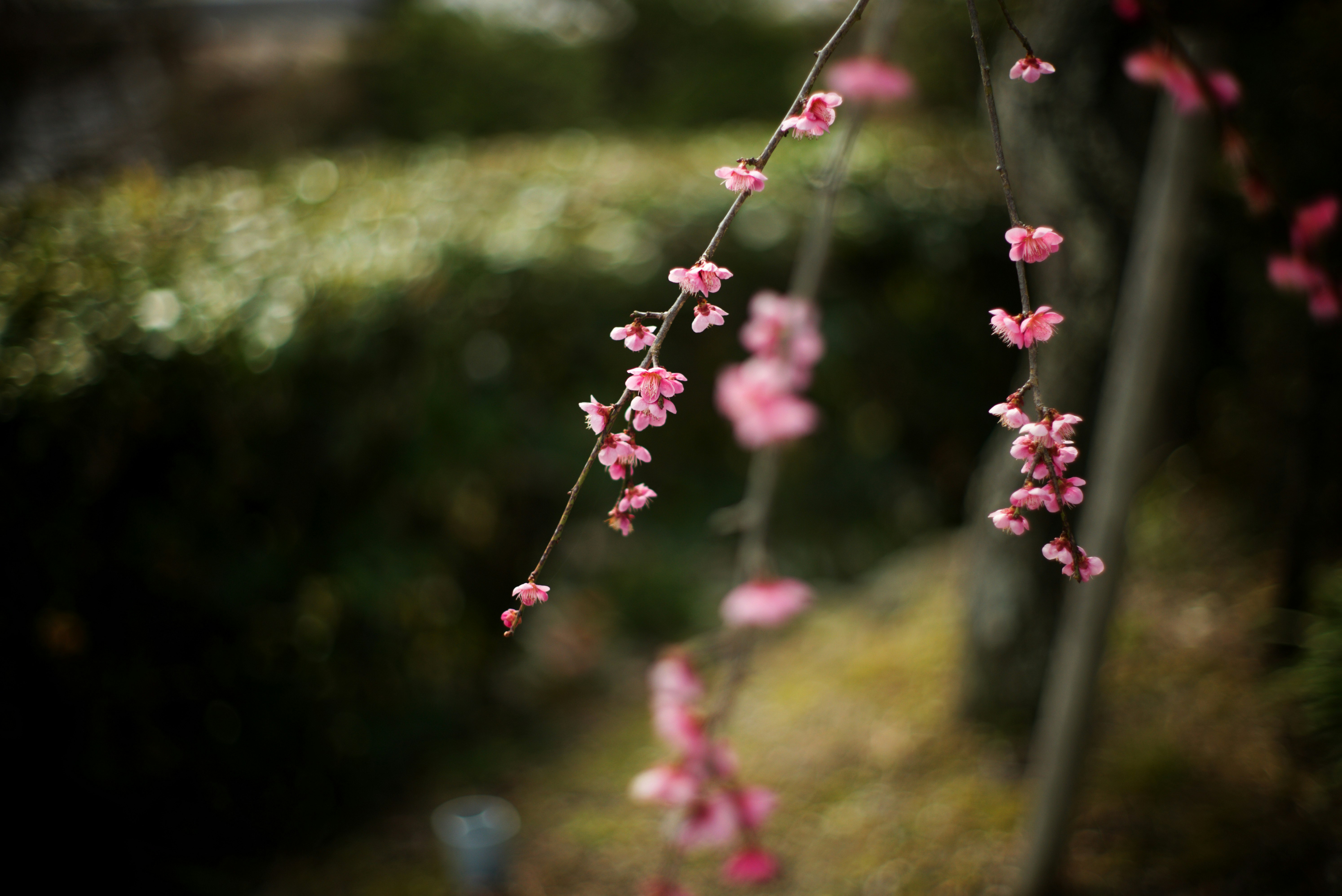 京都・善峯寺の梅の花が枝に咲く庭の風景