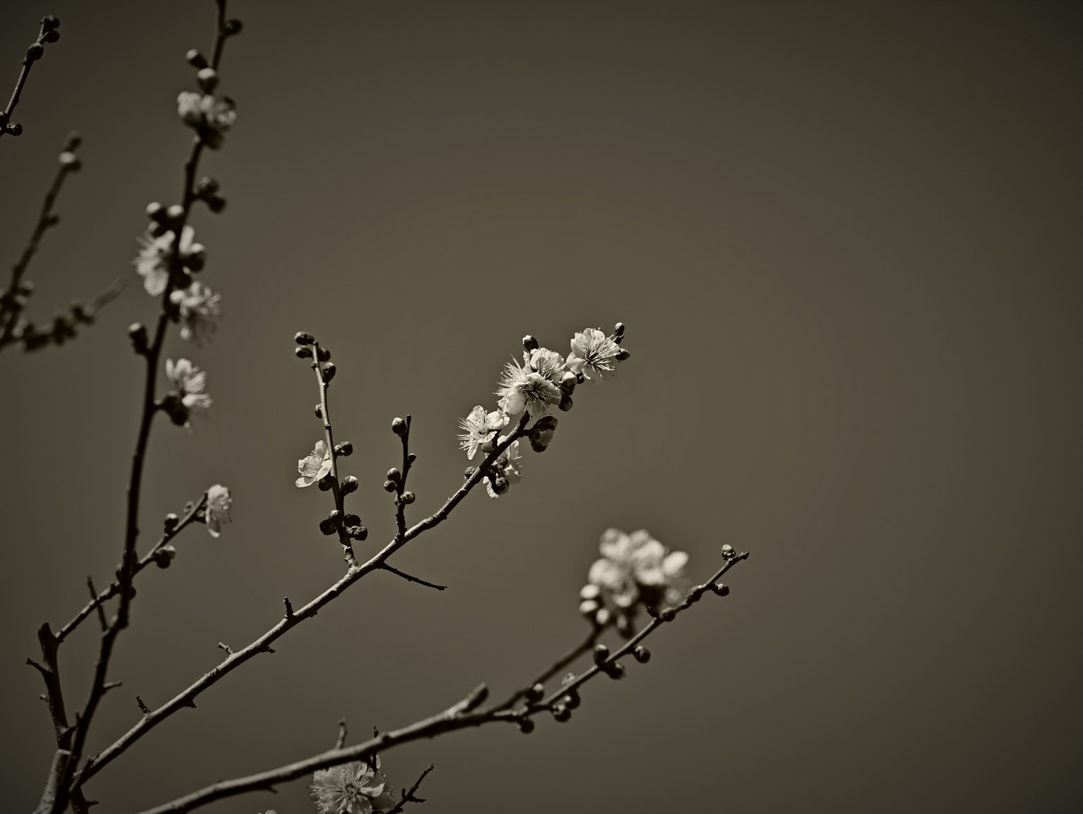 Silhouette di rami con fiori bianchi su sfondo grigio