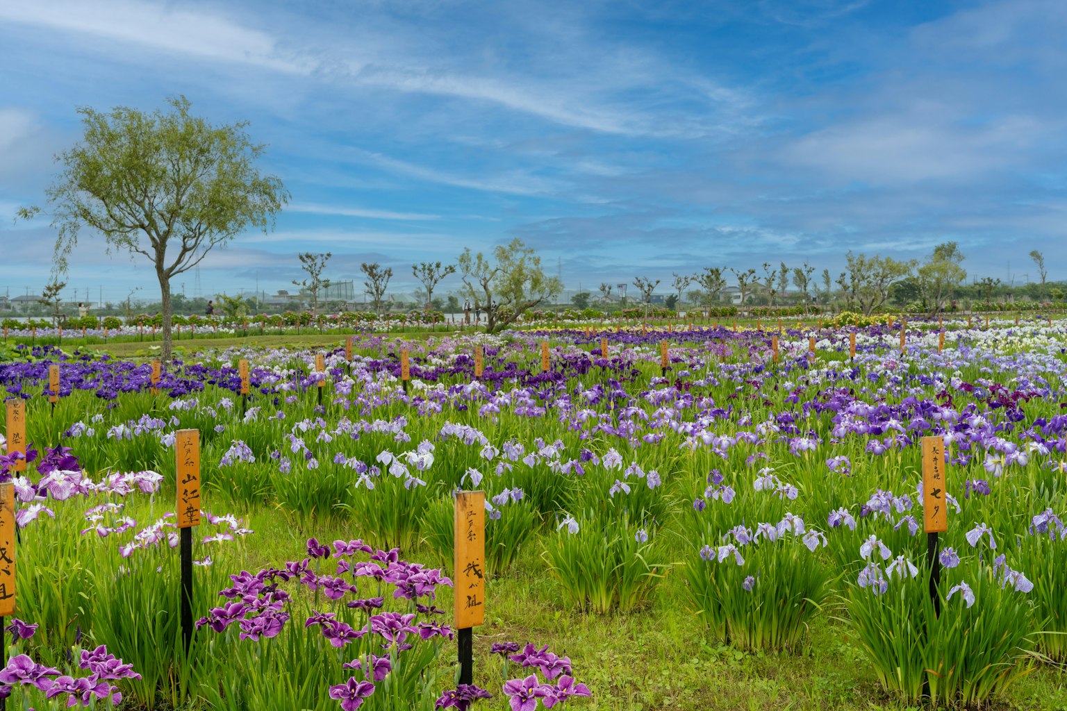 Vast flower field with colorful blooms and blue sky