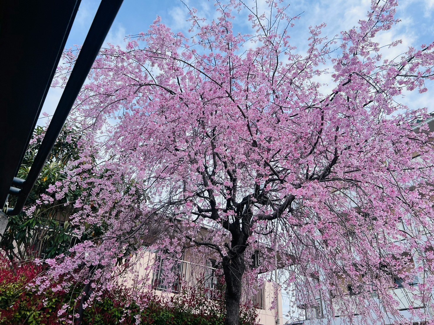 満開の桜の木と白い花びらの並ぶ小道