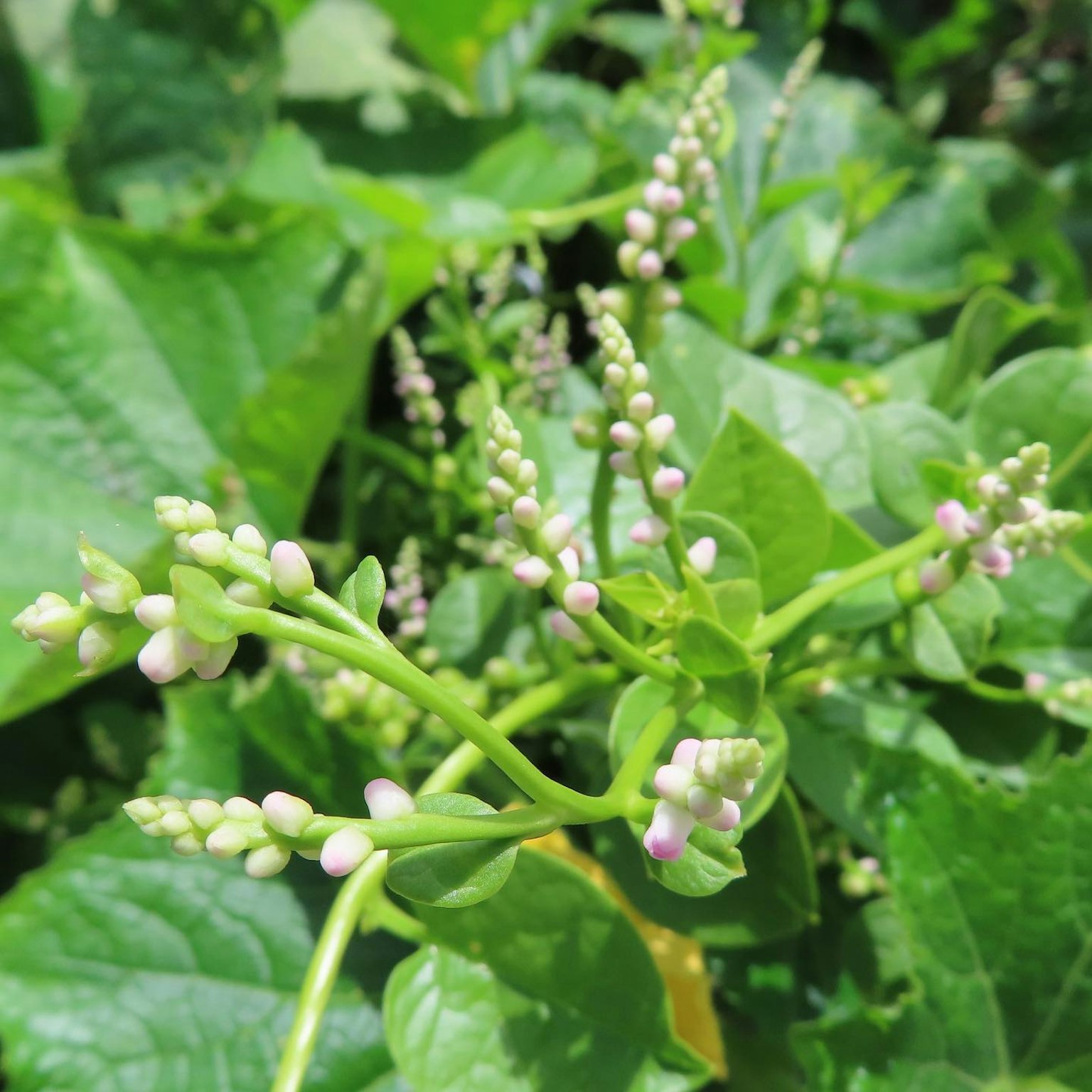 特写植物，紫色花蕾被绿色叶子包围