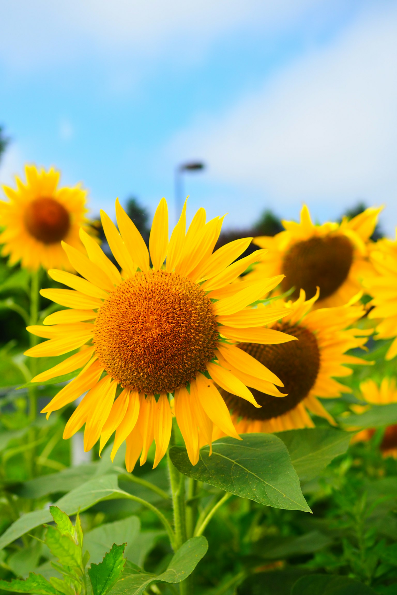 푸른 하늘 아래 피어나는 밝은 해바라기