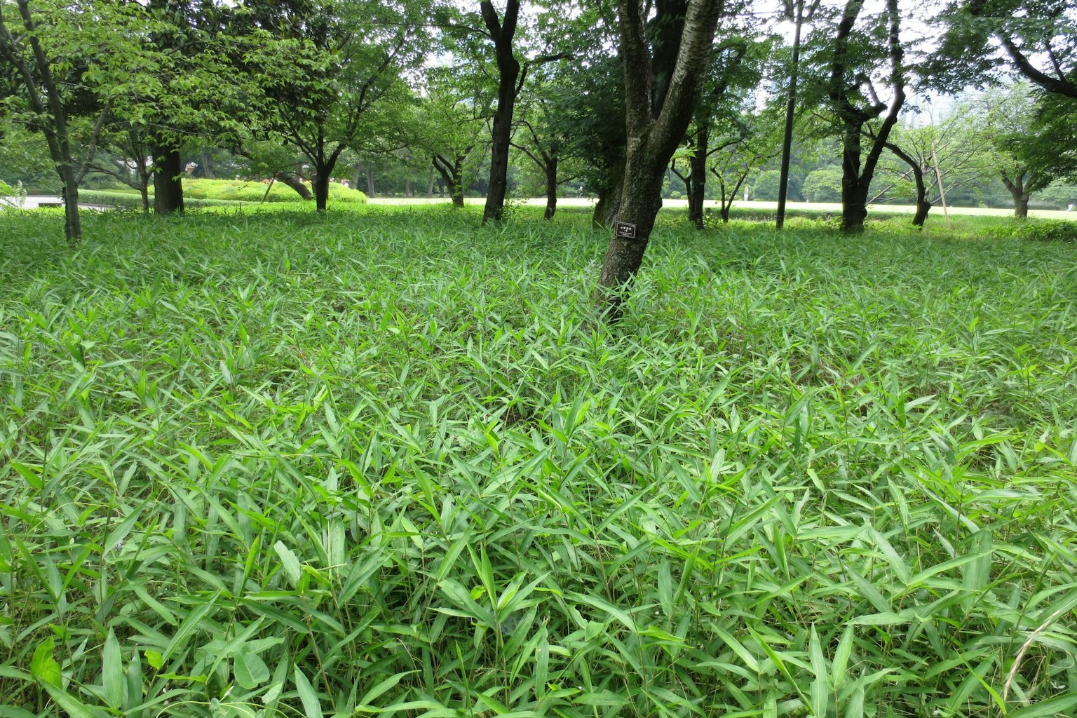 Prairie verte luxuriante avec des arbres épars
