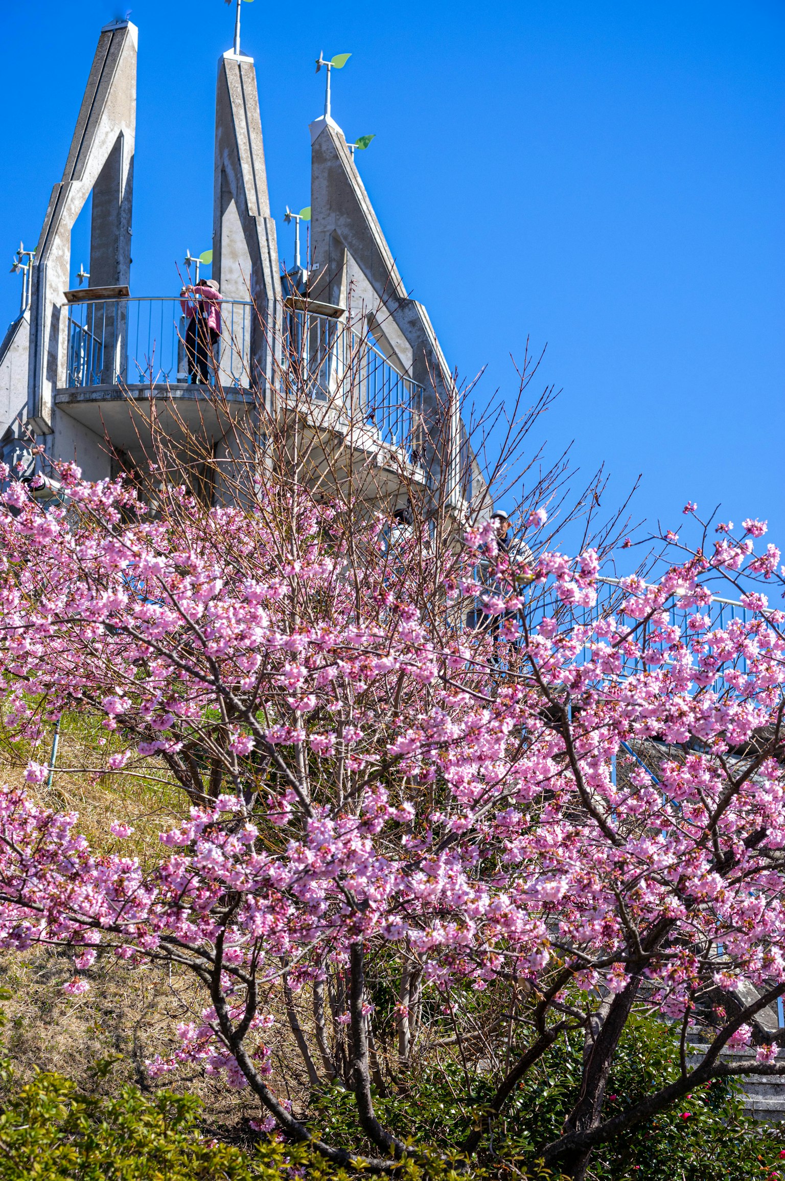 Albero di ciliegio in fiore con un edificio moderno sullo sfondo di un cielo blu