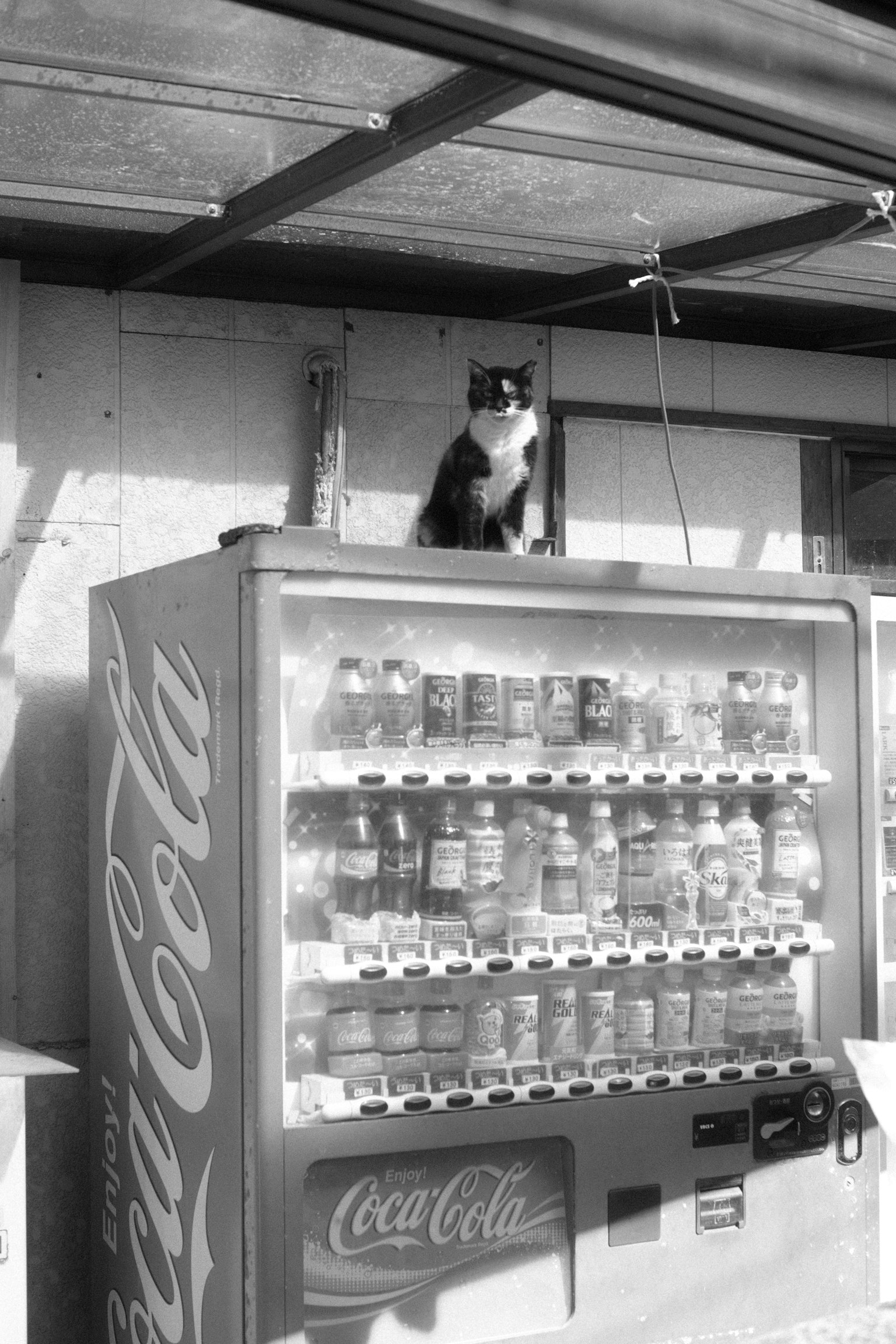 Schwarz-weiße Katze sitzt auf einem Automaten mit Getränkeflaschen