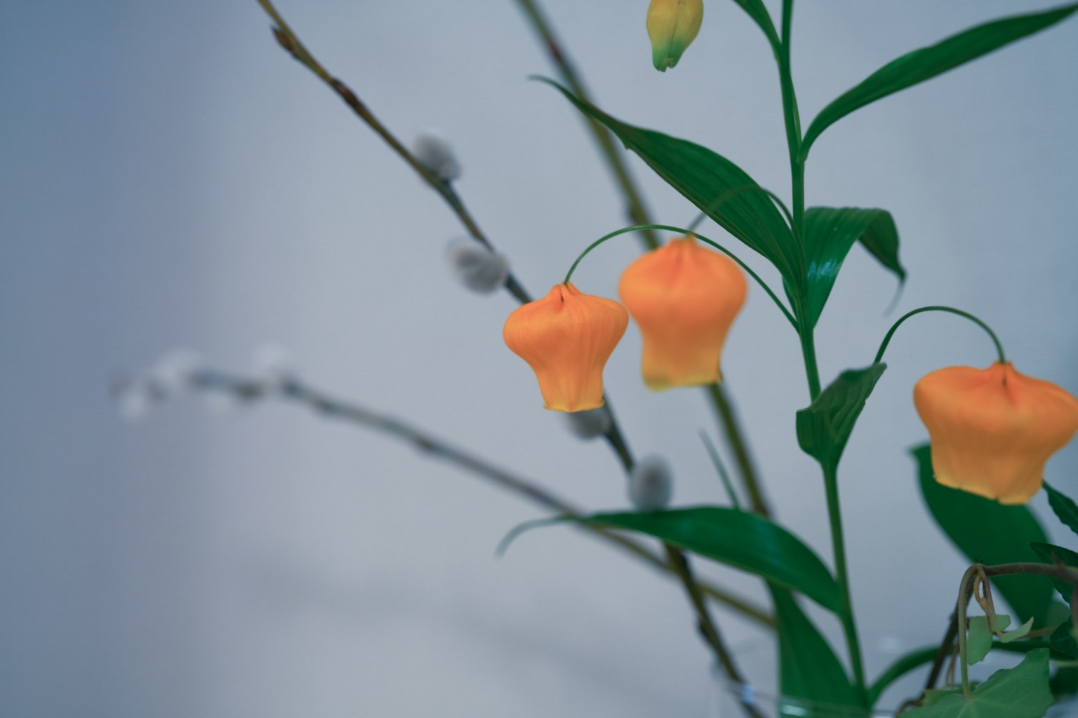 พืชที่มีดอกสีส้มรูปทรงระฆังและใบสีเขียว