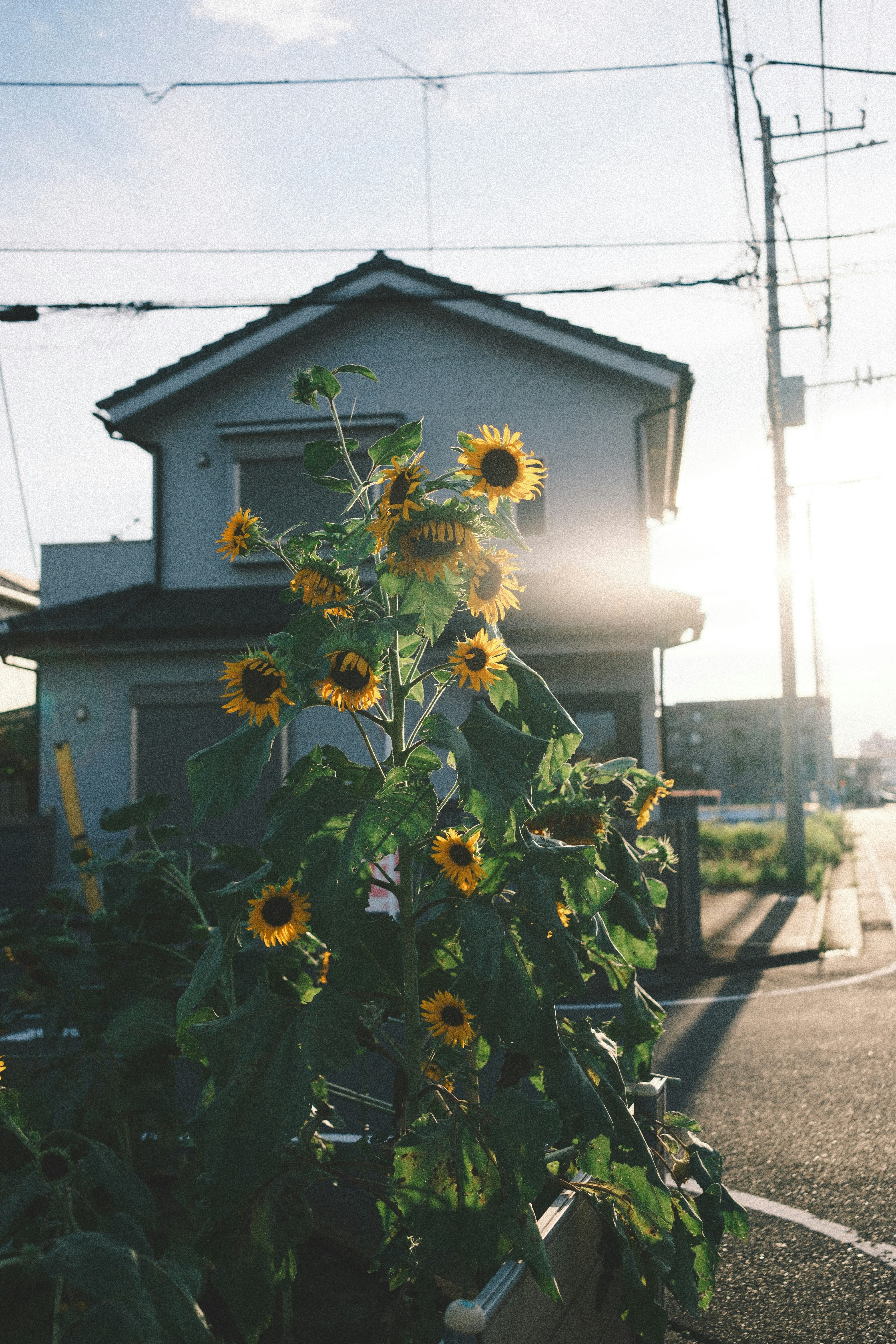 ひまわりが咲いている家の前の風景