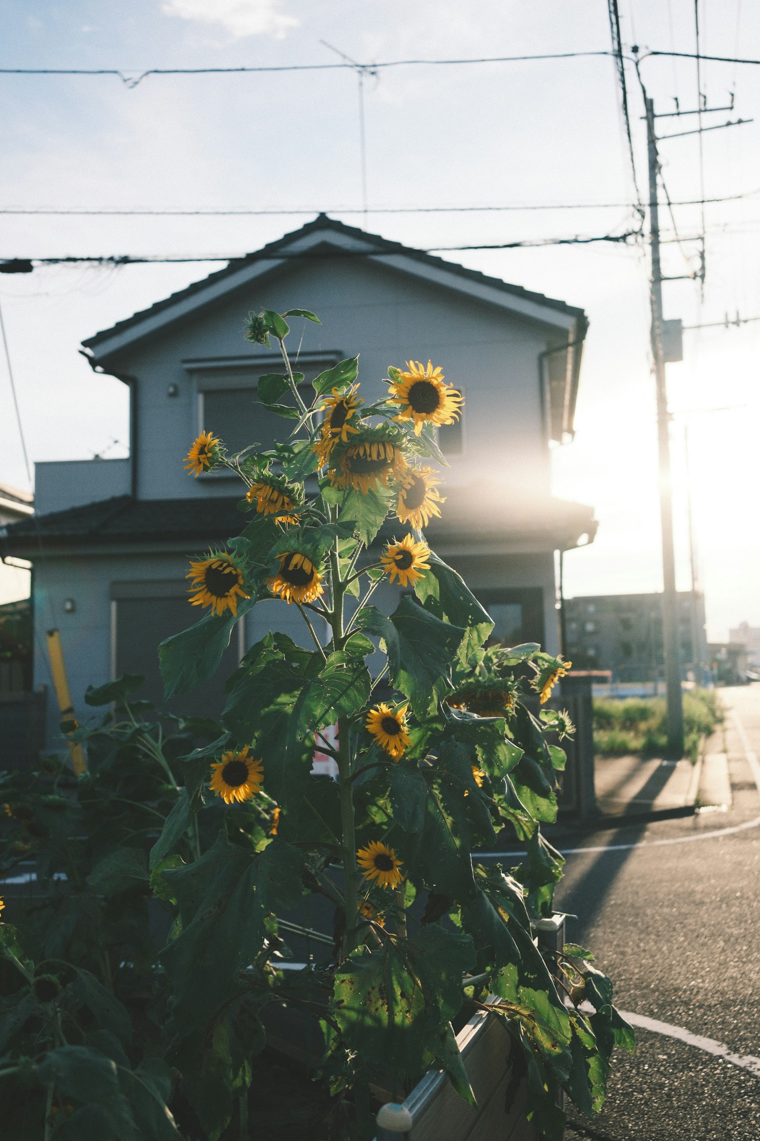 Girasoli che fioriscono davanti a una casa al tramonto