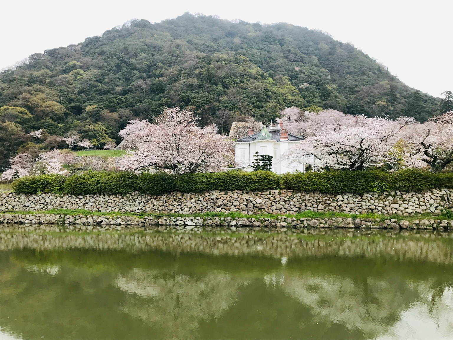 Una vista serena de un edificio blanco rodeado de cerezos y una montaña reflejada en un estanque tranquilo