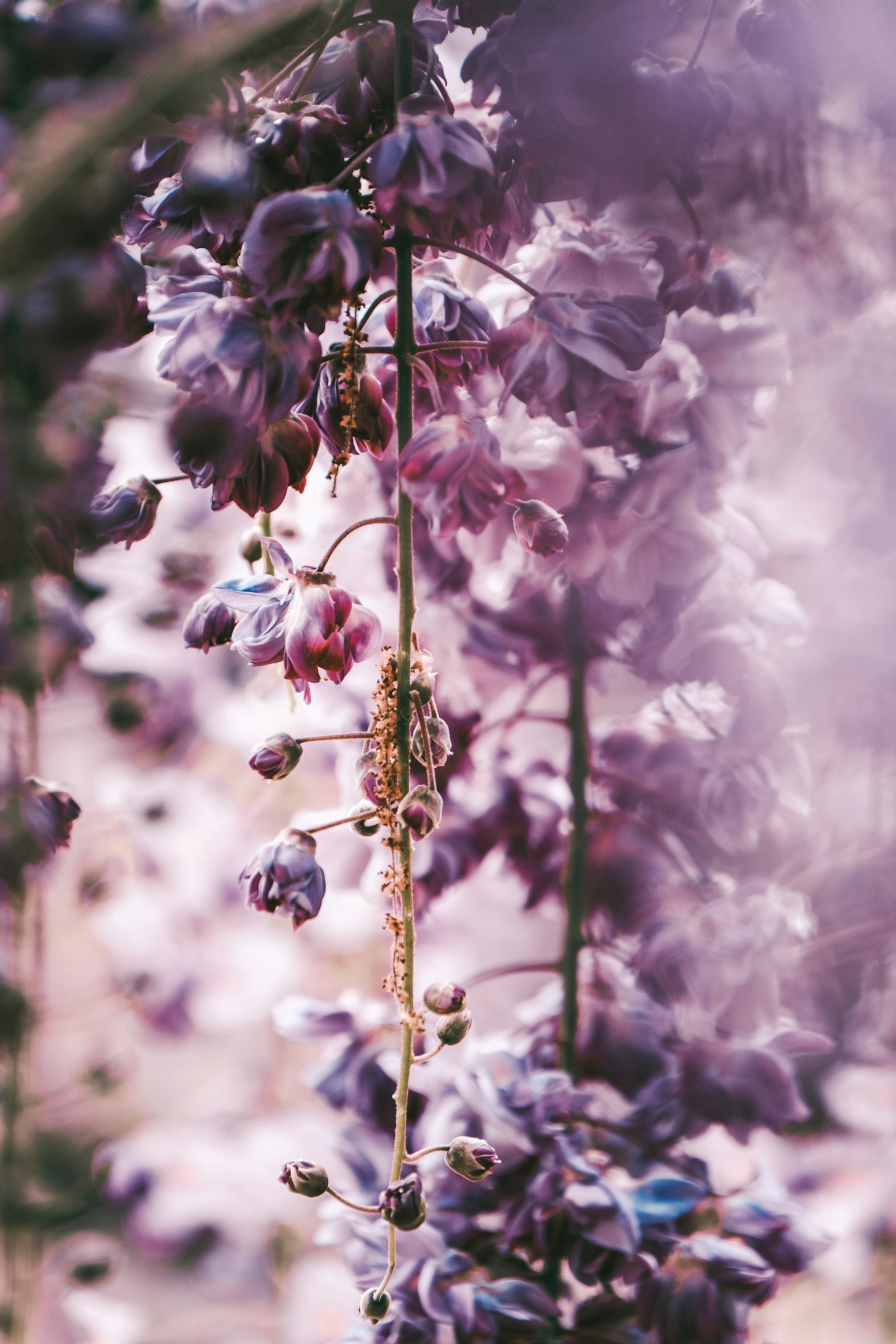 Wunderschöne Szene mit hängenden lila Blumen