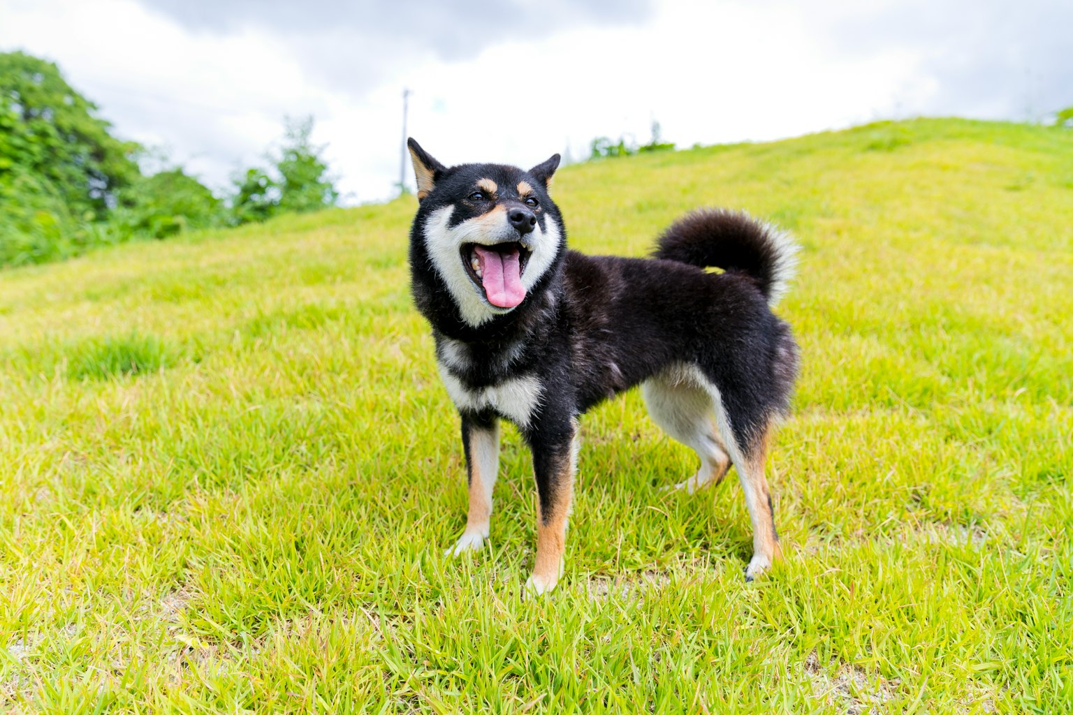 Shiba Inu hitam tersenyum di padang rumput hijau