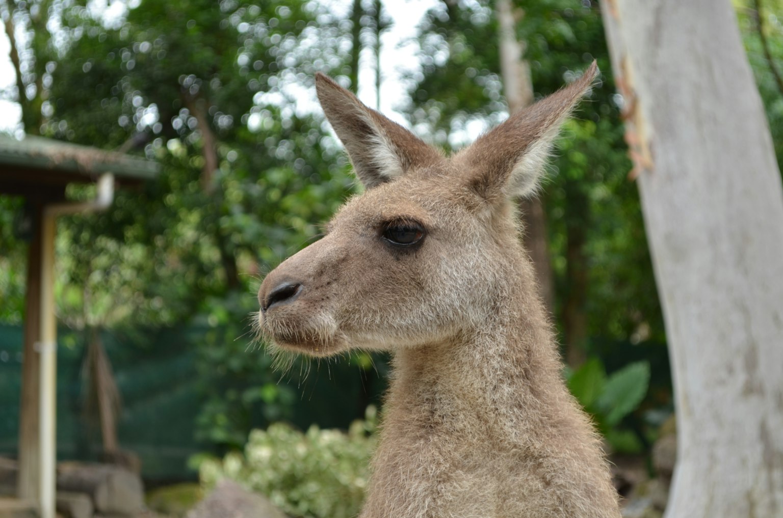 Profil eines Kangurus mit grünem Hintergrund