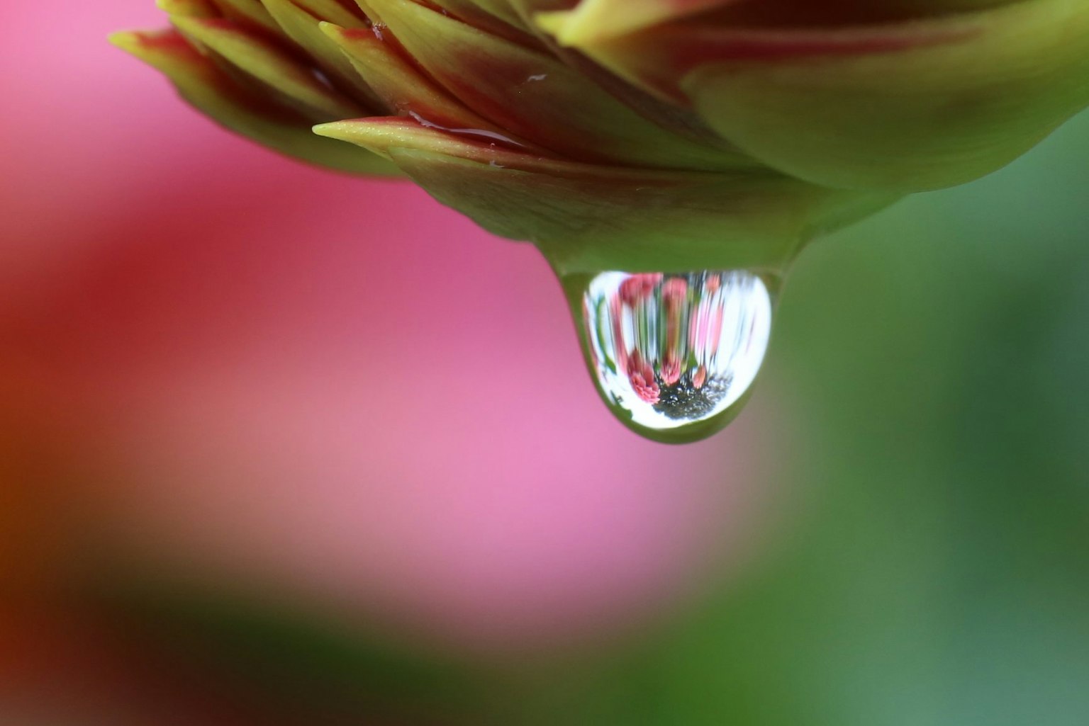 Gros plan d'une goutte d'eau suspendue à un bouton de fleur avec un arrière-plan floral flou