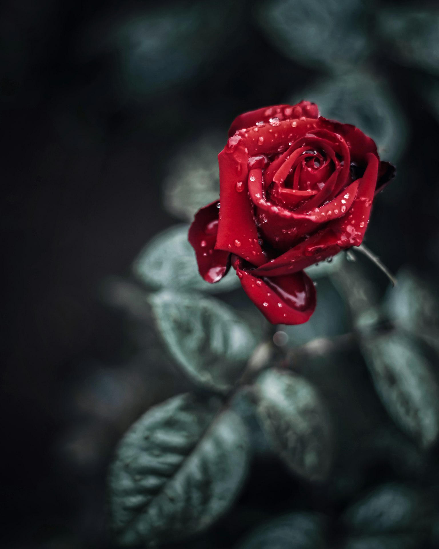 Eine rote Rose mit Wassertropfen vor einem dunklen Hintergrund