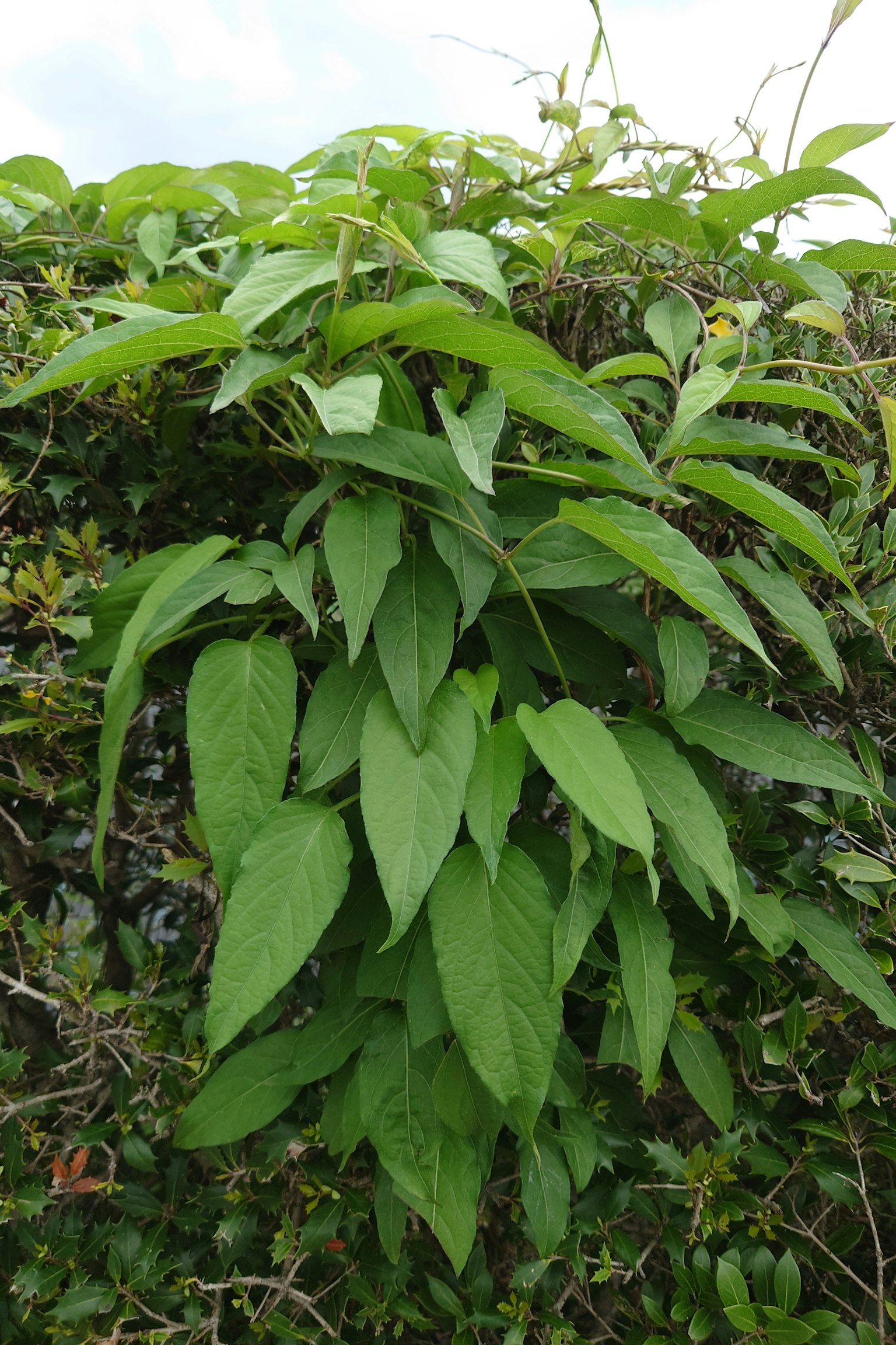 郁郁蔥蔥的植物特寫，展示豐富的葉子和交錯的枝條