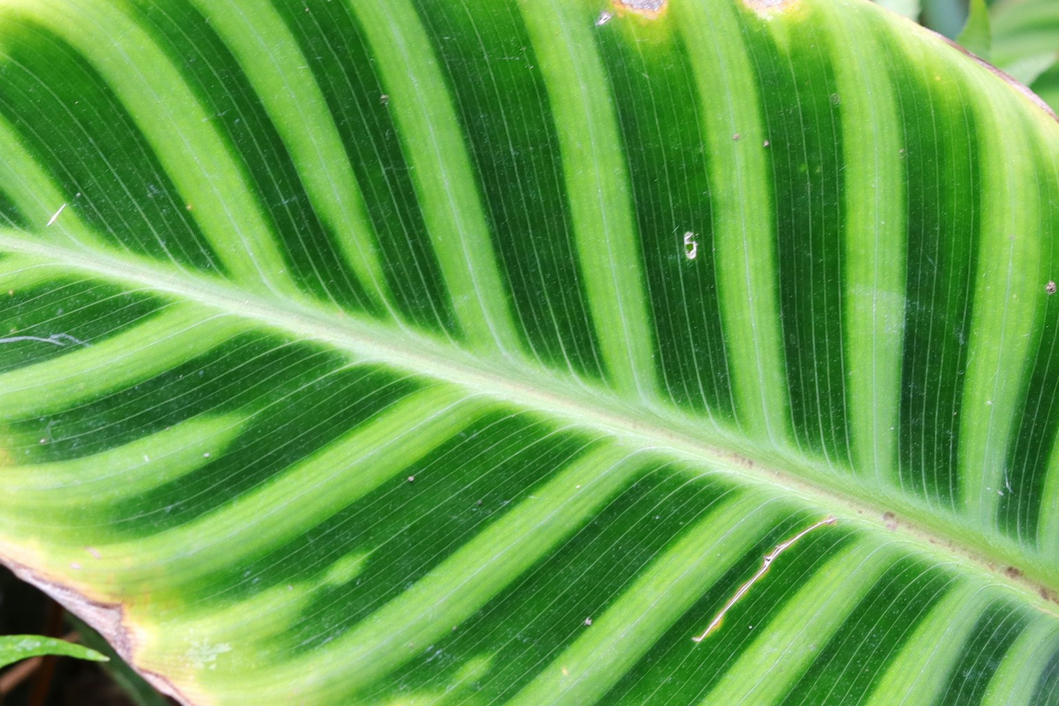 Close-up daun hijau dengan pola garis yang khas