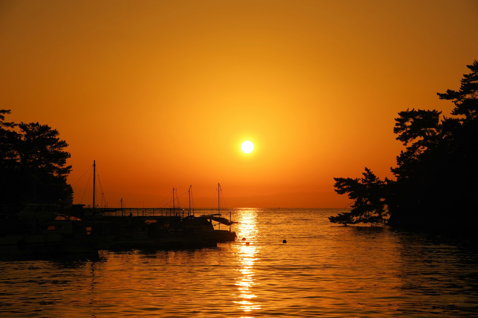Bellissimo tramonto sull'oceano con sagome di alberi