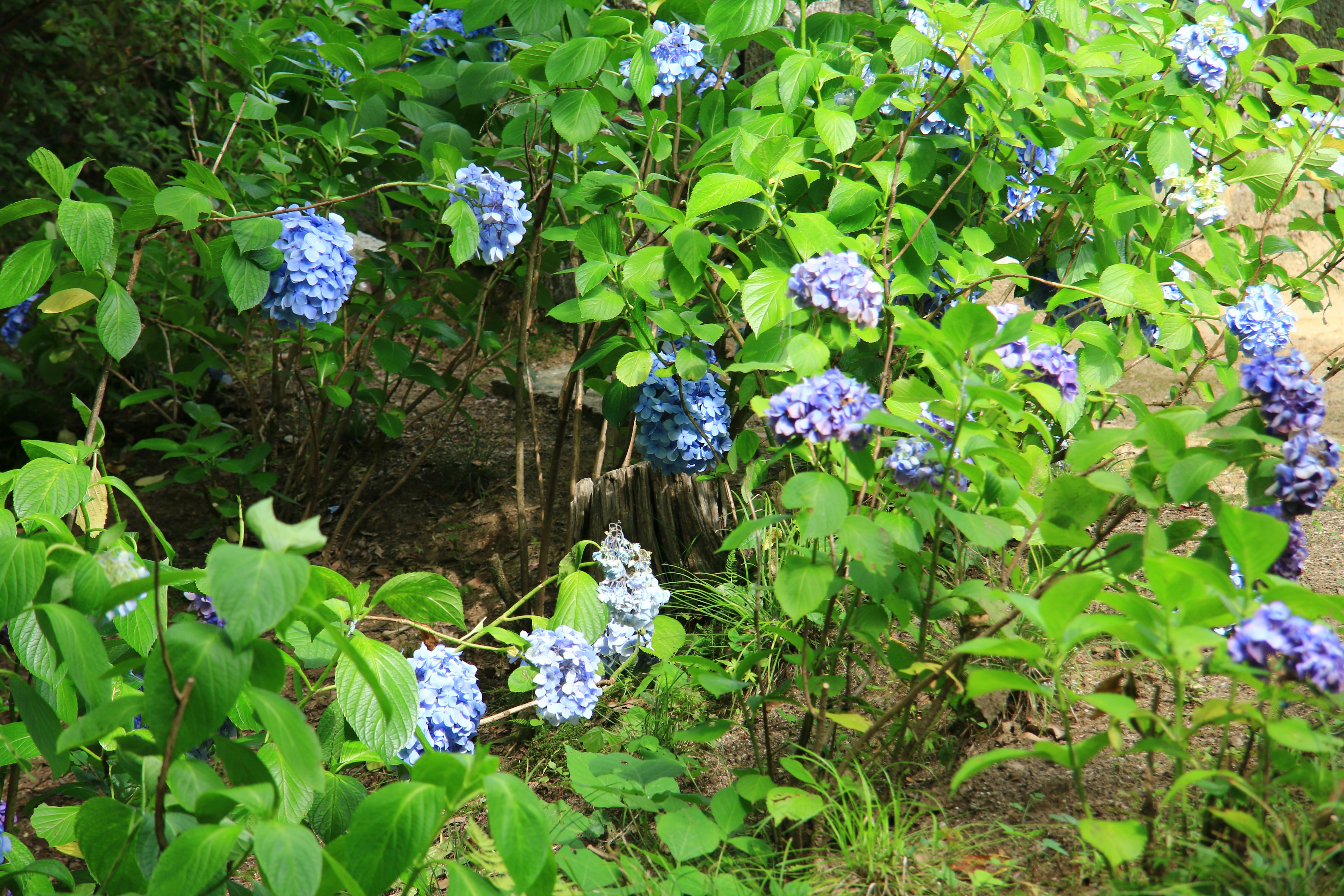 青いアジサイが茂る庭の小道