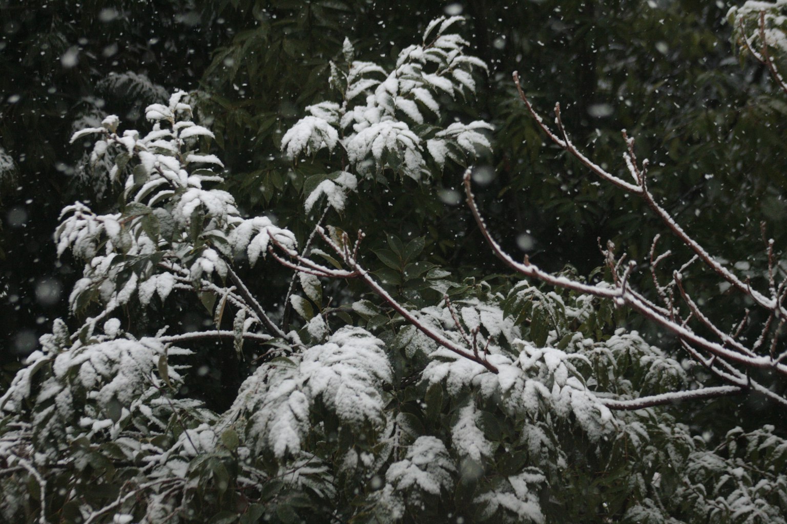 被雪覆蓋的樹枝和葉子在冬季場景中