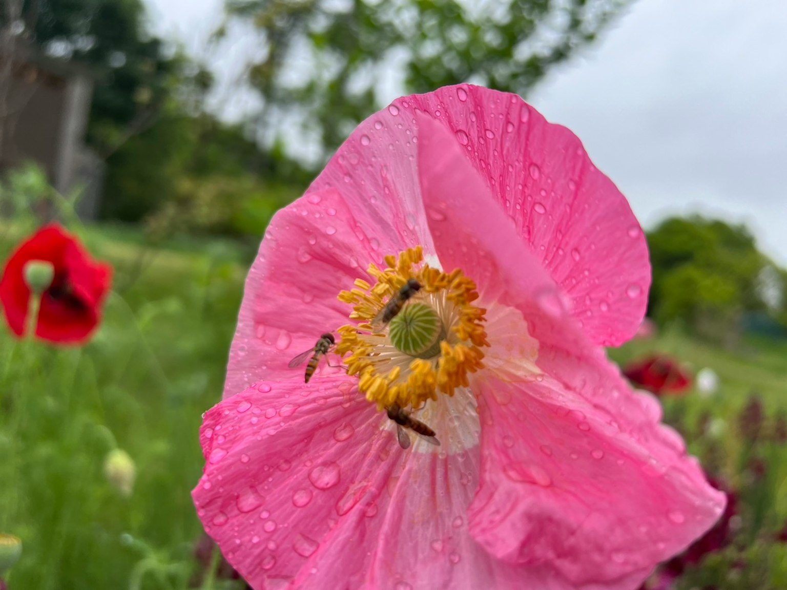 Primo piano di un fiore rosa con gocce di pioggia e un fiore rosso sullo sfondo