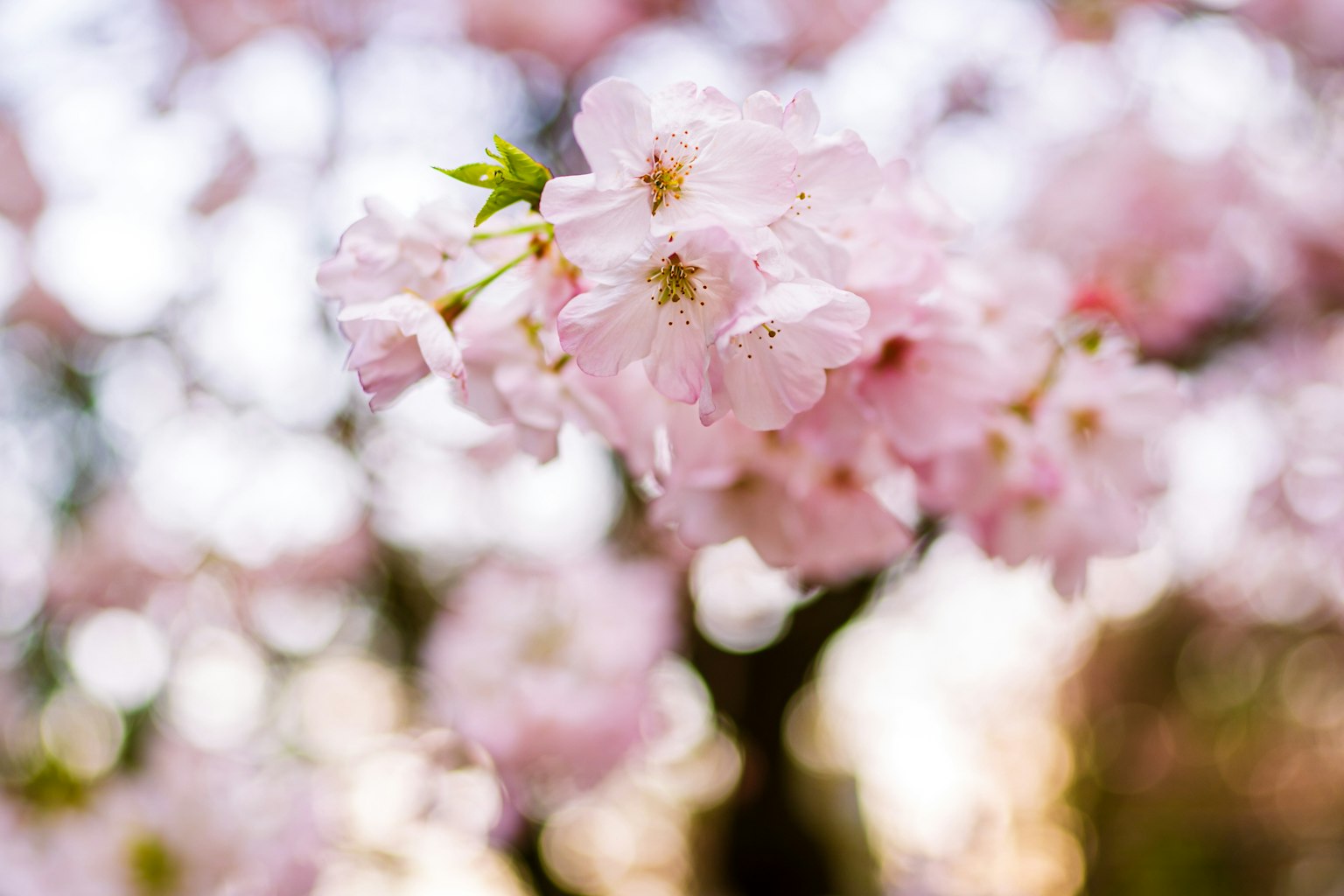 Gros plan sur de belles fleurs de cerisier avec un arrière-plan flou