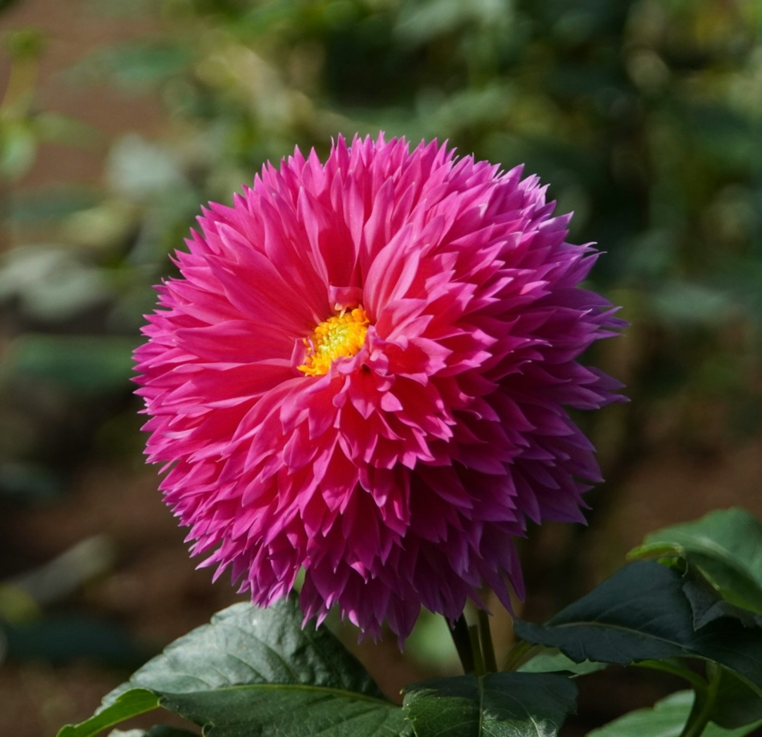 Fiore di dalia rosa vibrante in piena fioritura